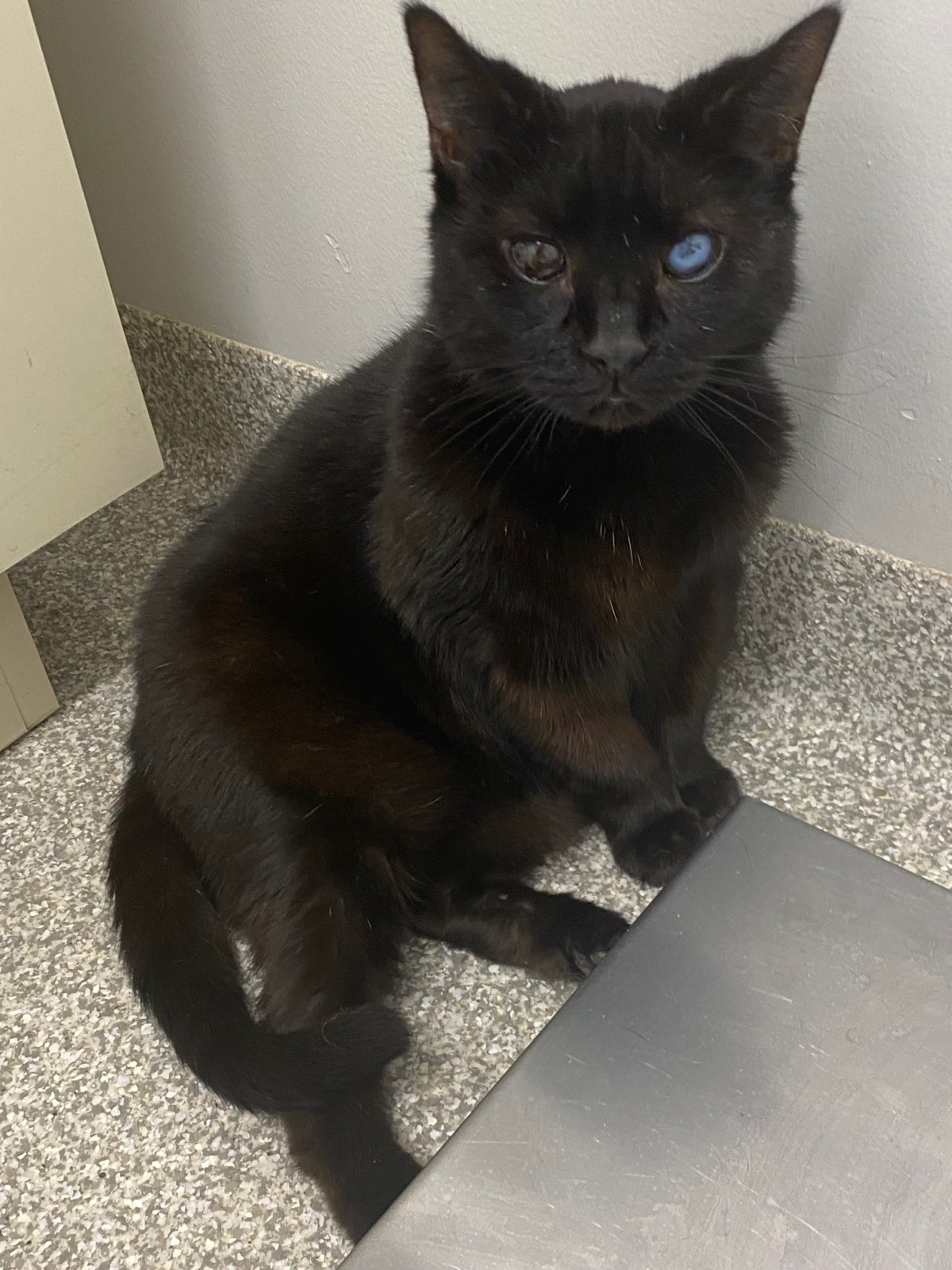 Jacobie and Beatrix, a Adoptable Domestic Short Hair in Chesapeake Beach, MD image 5/5
