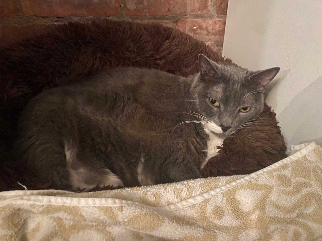 Jacobie and Beatrix, a Adoptable Domestic Short Hair in Chesapeake Beach, MD image 2/5