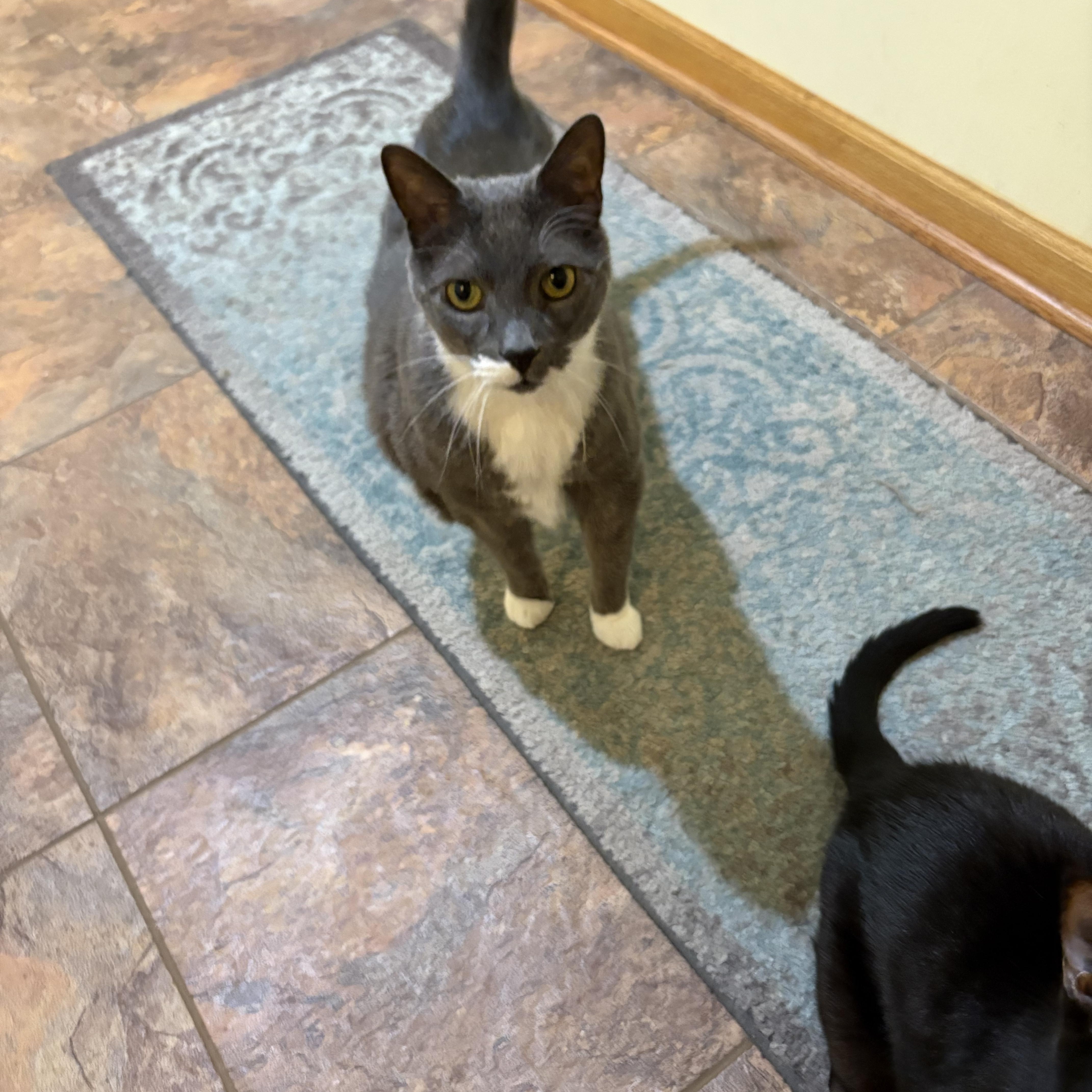 Enlarge Jacobie and Beatrix, a Adoptable Domestic Short Hair in Chesapeake Beach, MD image 3/6