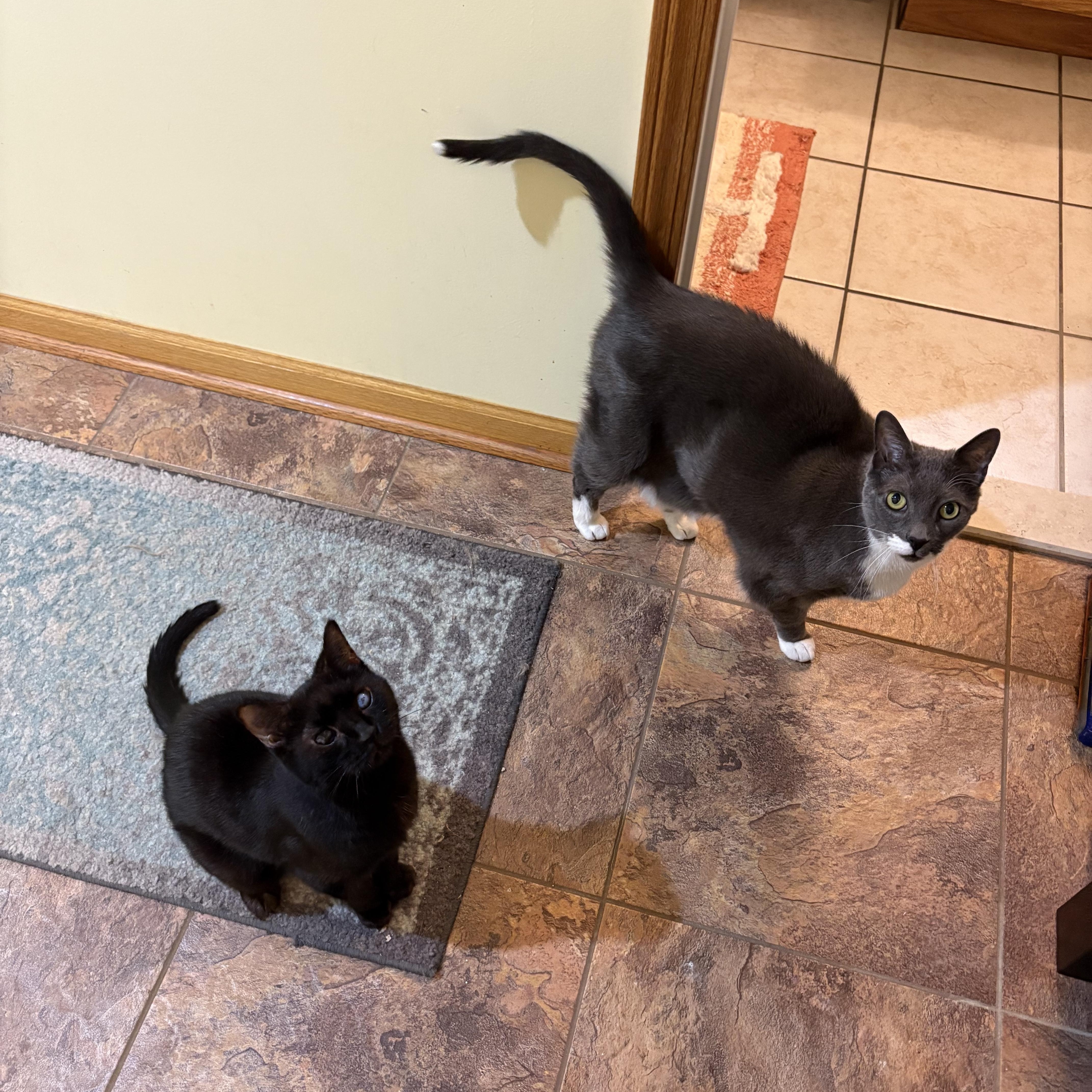 Enlarge Jacobie and Beatrix, a Adoptable Domestic Short Hair in Chesapeake Beach, MD image 1/6