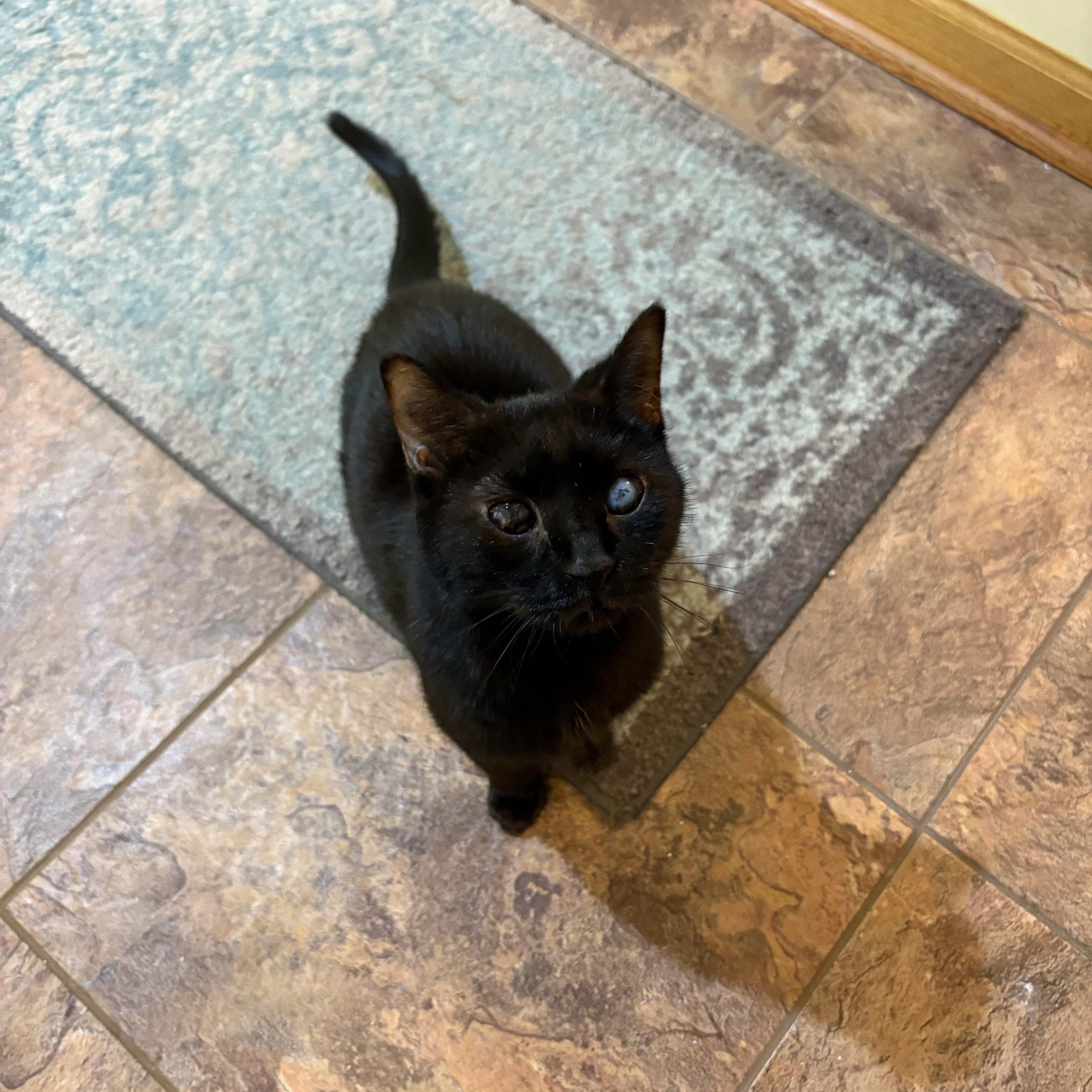 Enlarge Jacobie and Beatrix, a Adoptable Domestic Short Hair in Chesapeake Beach, MD image 2/6