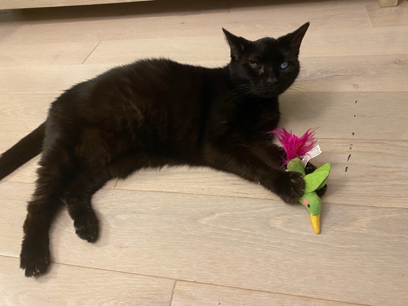 Jacobie and Beatrix, a Adoptable Domestic Short Hair in Chesapeake Beach, MD image 4/5