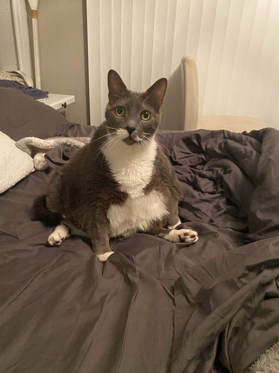 Jacobie and Beatrix, a Adoptable Domestic Short Hair in Chesapeake Beach, MD image 1/5