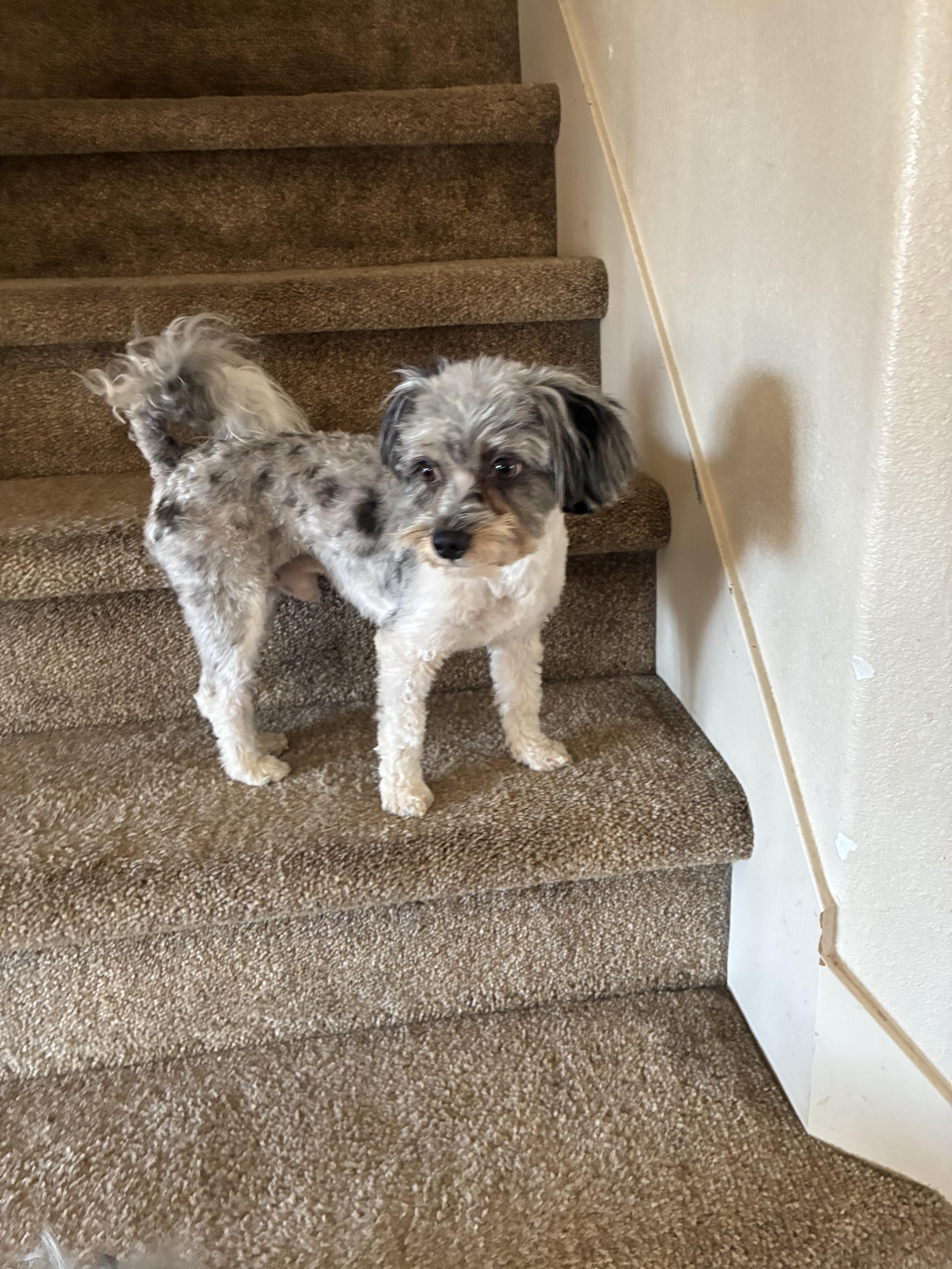 Enlarge Pepper , an adopted Maltese in West Valley, UT image 2/3