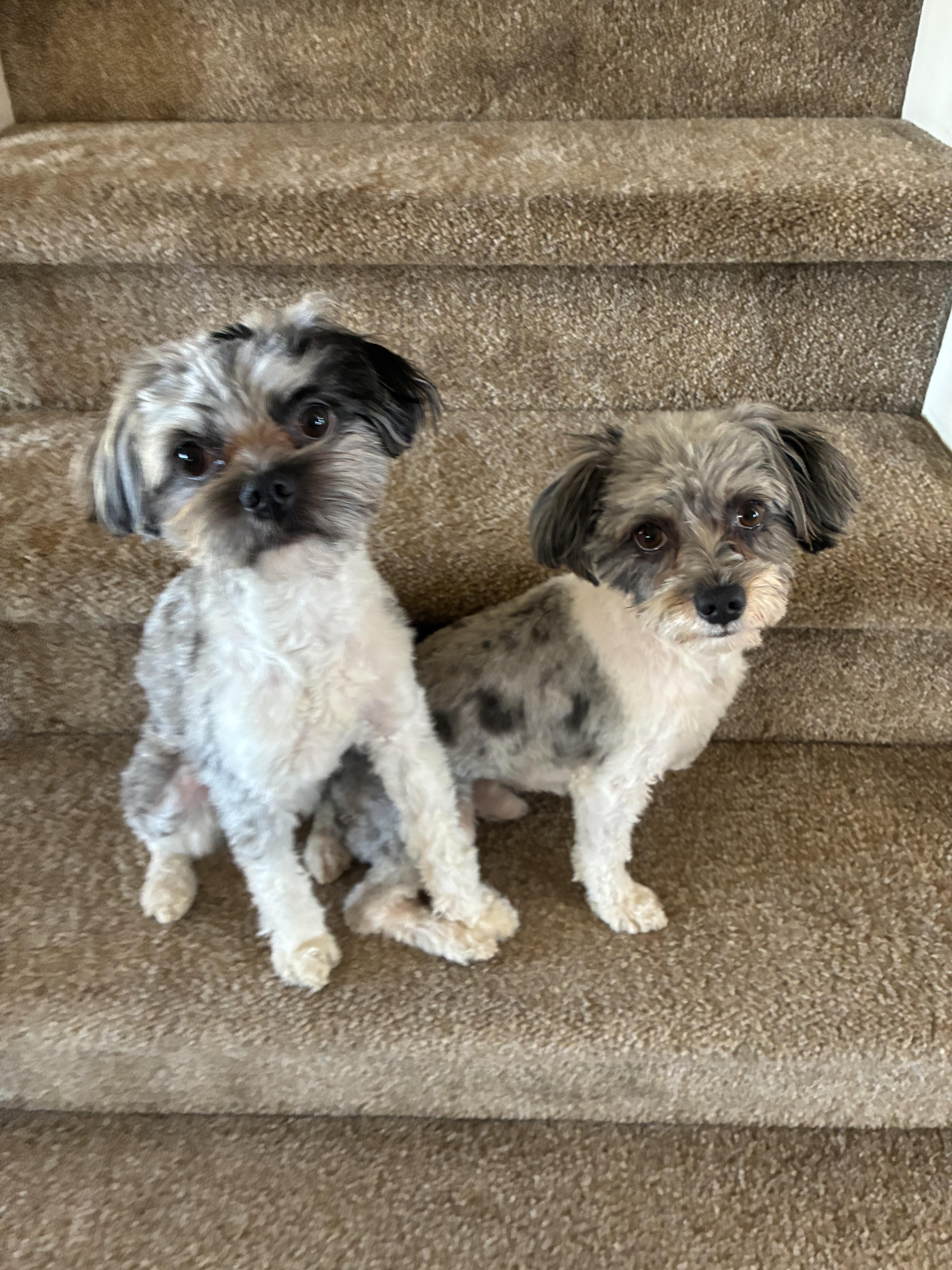 Enlarge Pepper , an adopted Maltese in West Valley, UT image 3/3