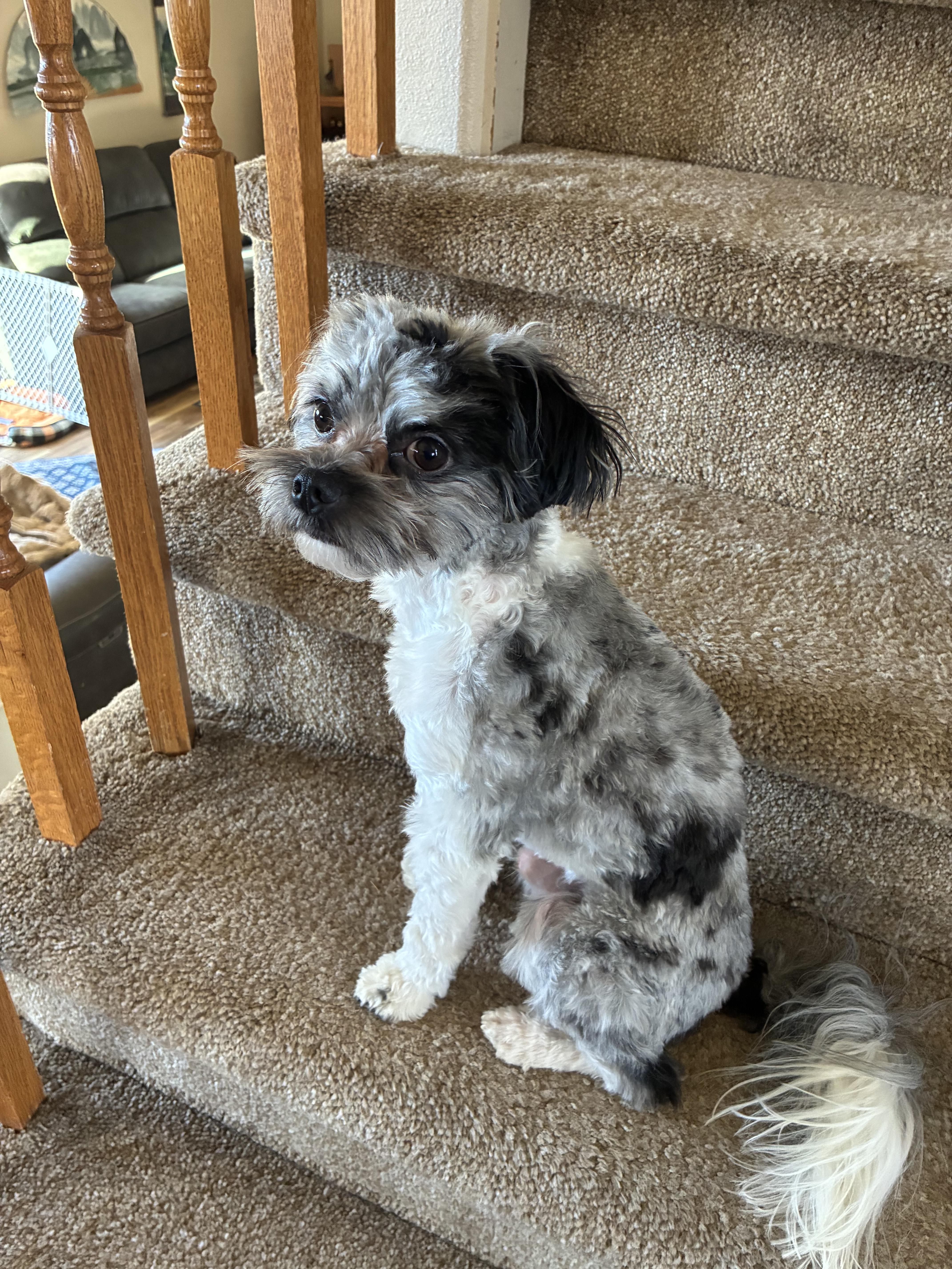 Pepper , adopted, Young Male Maltese.