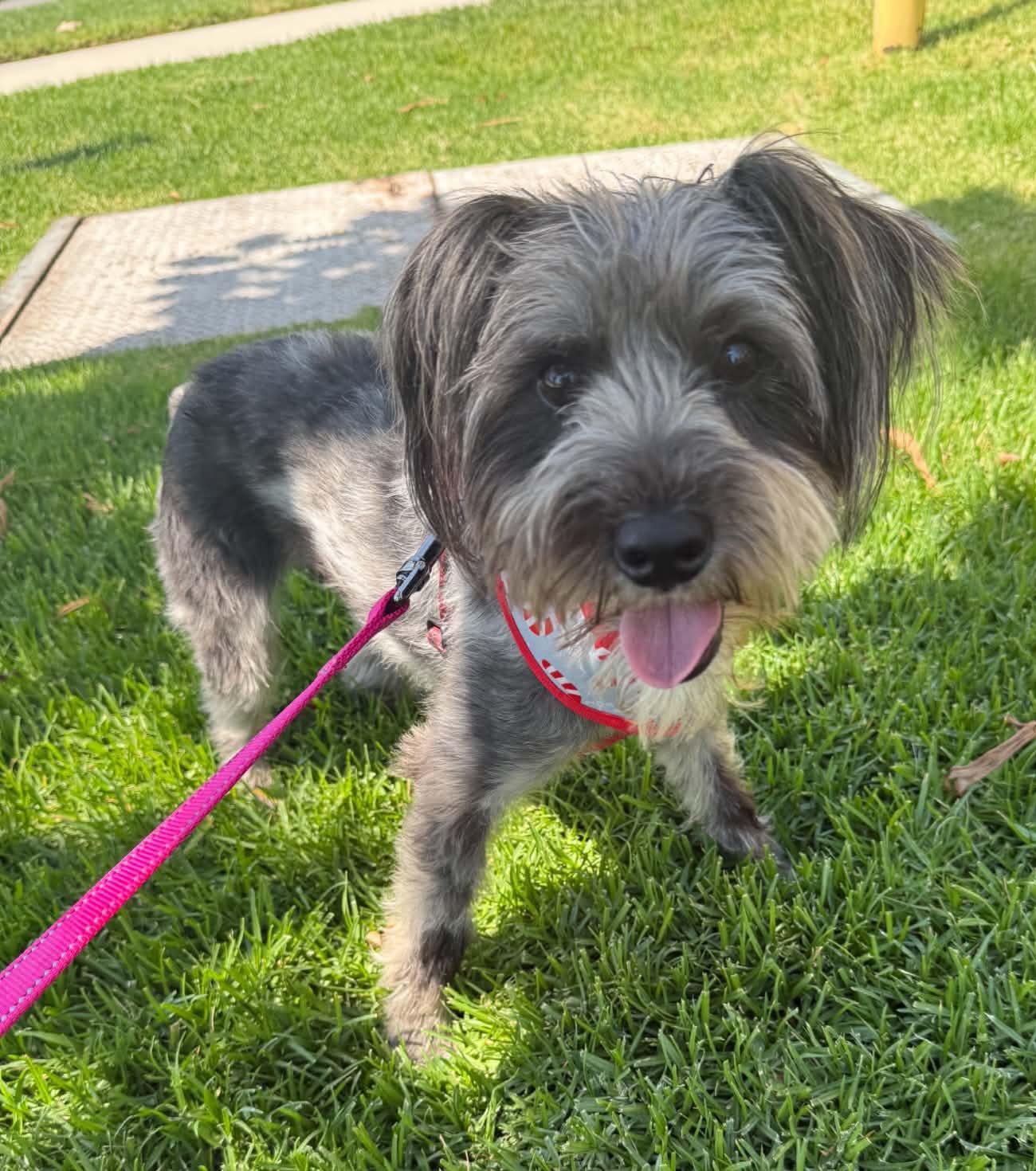Maxx, a ADOPTABLE mixed breed in Reseda, CA image 3/4