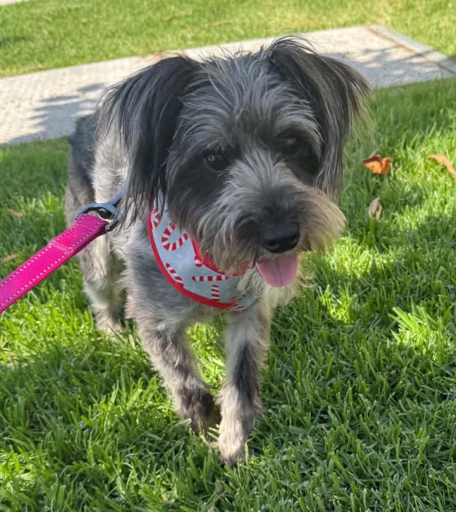 Maxx, a ADOPTABLE mixed breed in Reseda, CA image 2/4