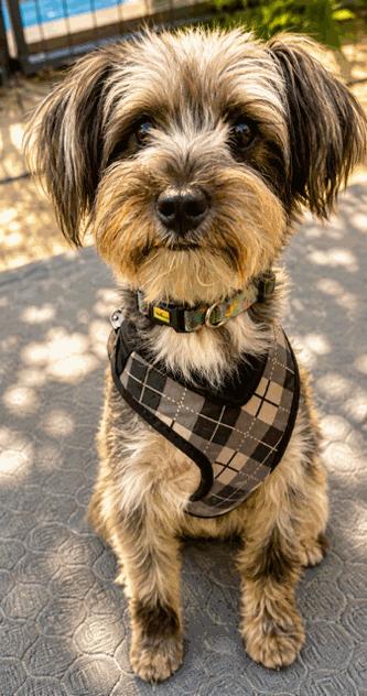 Maxx, a ADOPTABLE mixed breed in Reseda, CA image 4/4