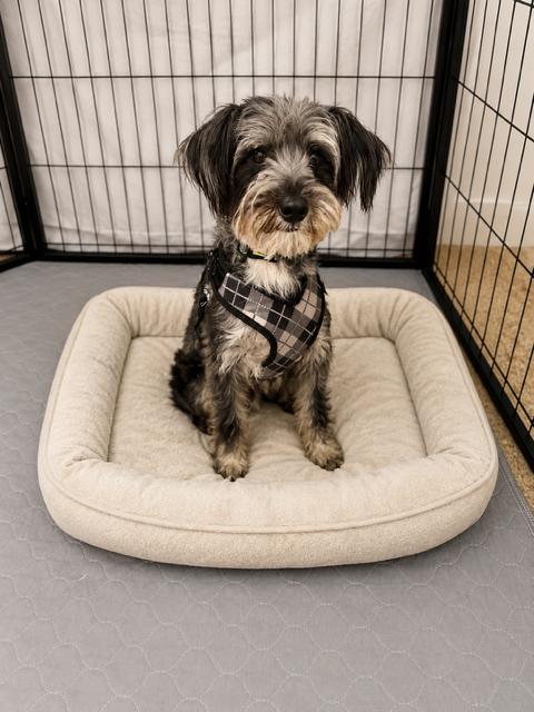 Maxx, ADOPTABLE, Adult Male Schnauzer.