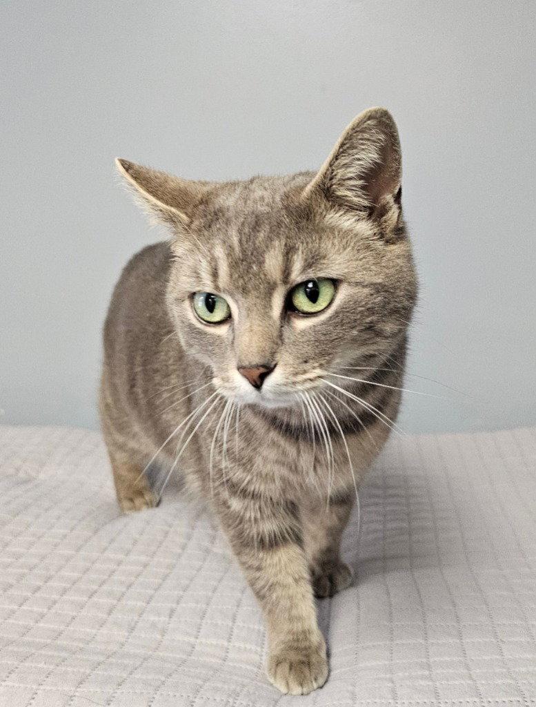 Echo, a Adoptable Domestic Short Hair in Lovingston, VA image 2/3