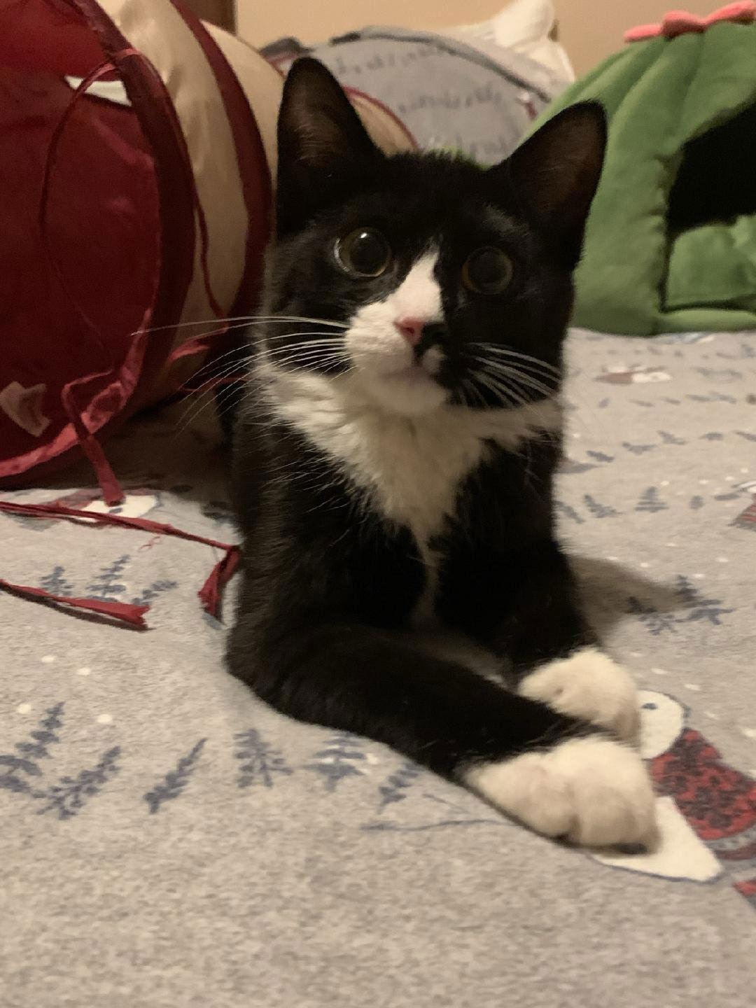 Evie, Adoptable, Young Female Domestic Short Hair.