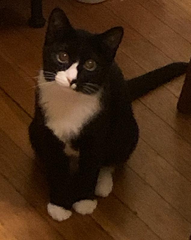 Enlarge Evie, a Adoptable Domestic Short Hair in Rootstown, OH image 2/3