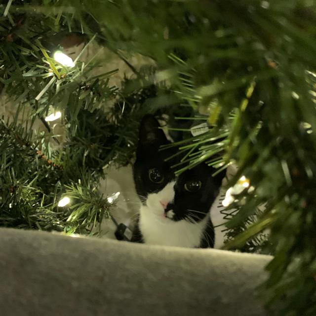 Enlarge Evie, a Adoptable Domestic Short Hair in Rootstown, OH image 2/3