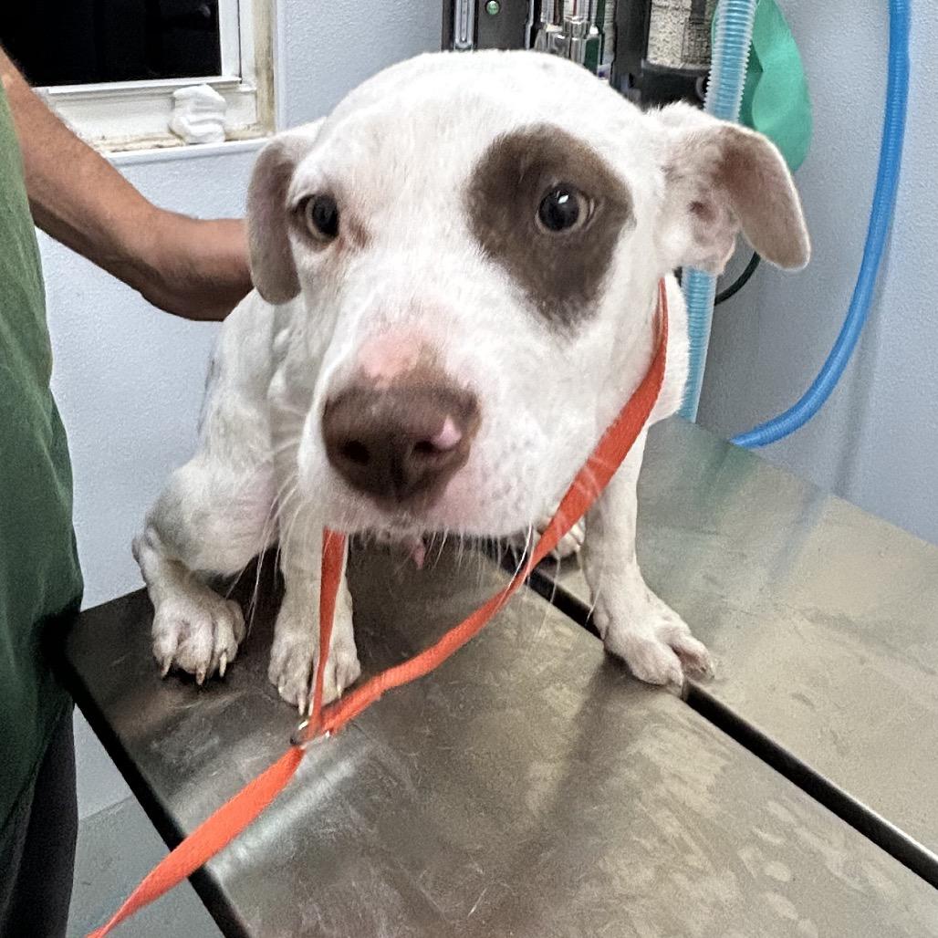 Enlarge Petey, a Adoptable mixed breed in Bronson, FL image 1/1