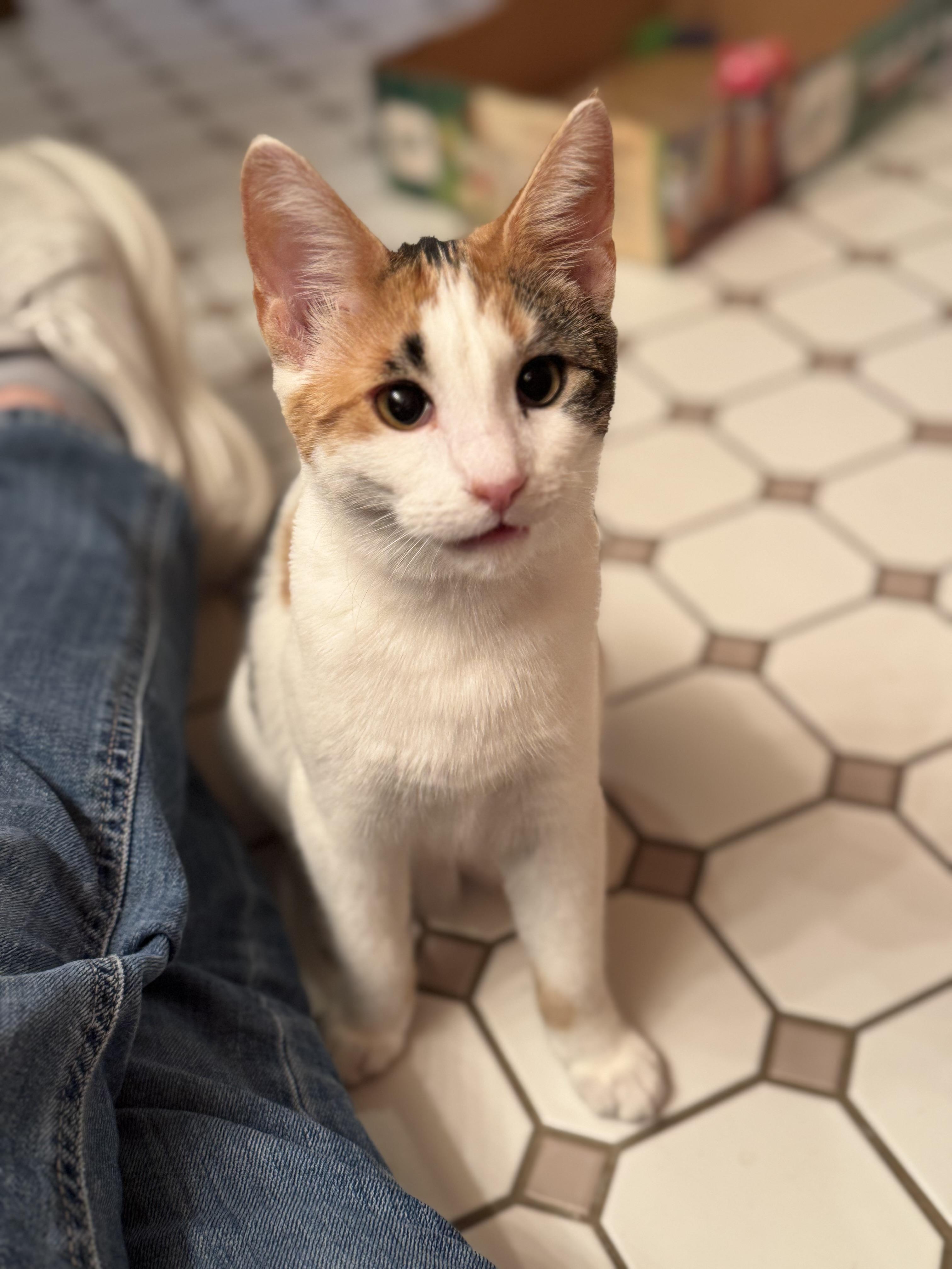 Cassiopeia And Caelum thumbnail 3