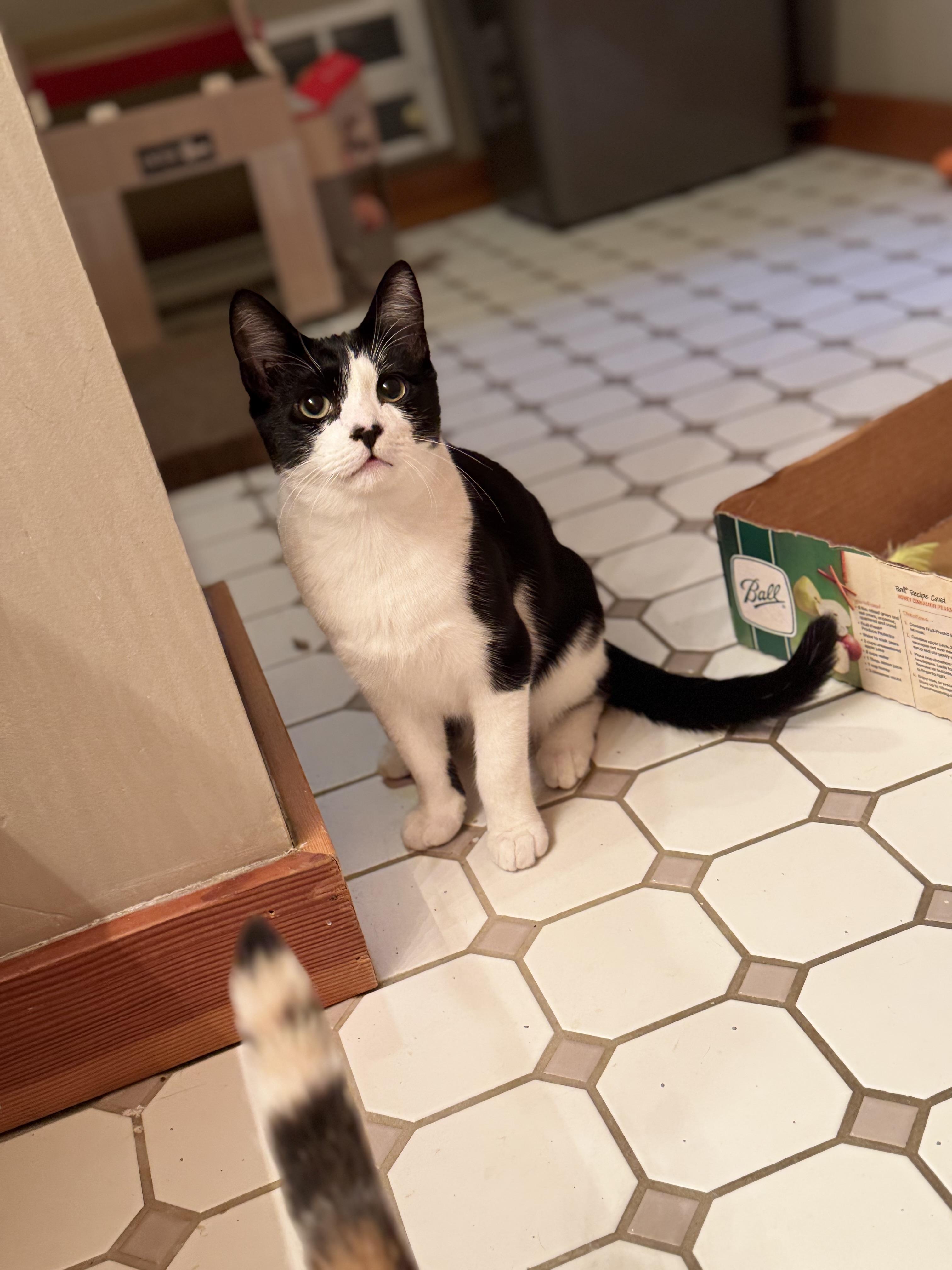 Cassiopeia And Caelum thumbnail 4