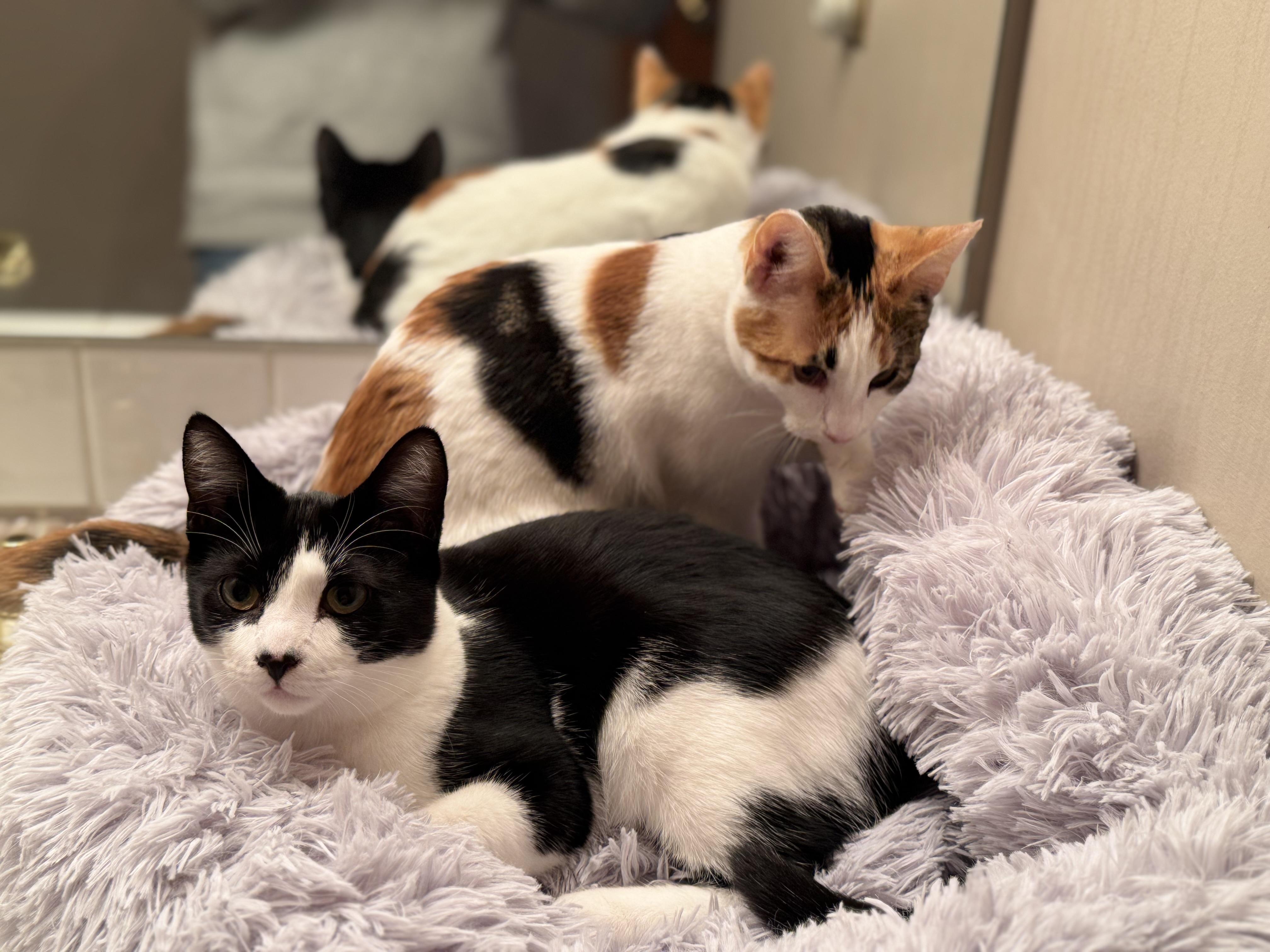 Cassiopeia And Caelum