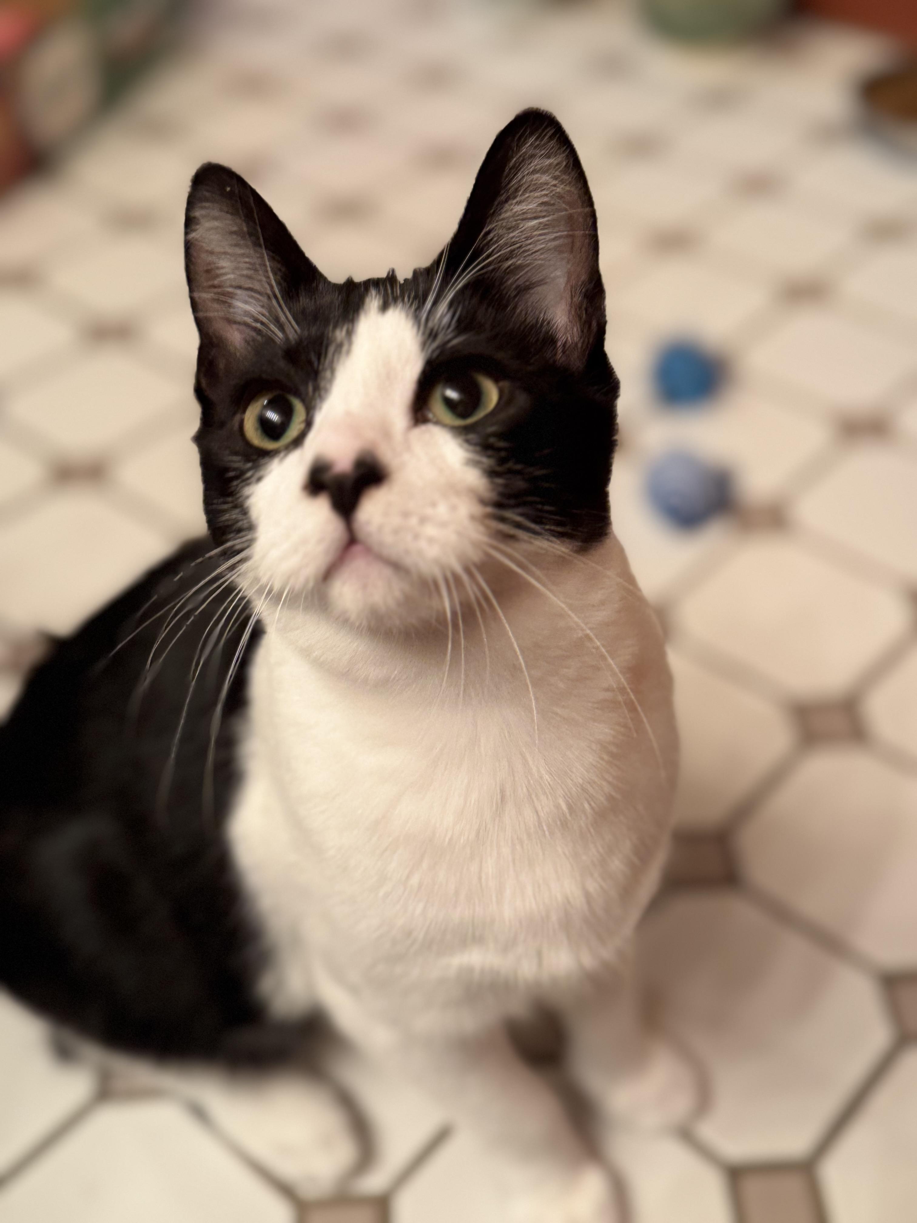 Cassiopeia And Caelum thumbnail 5