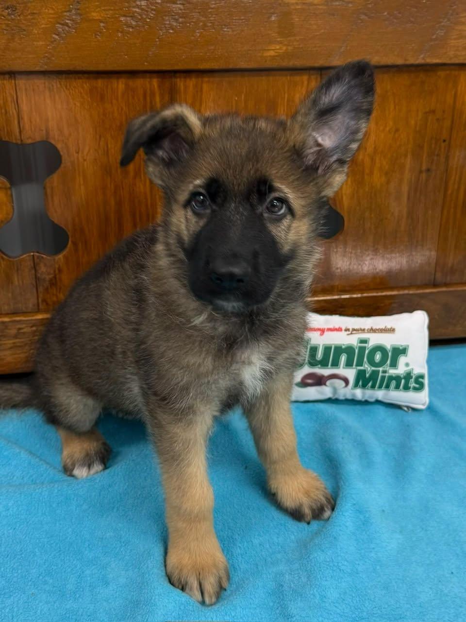 Rockwell, Adoptable, Puppy Male Shepherd.