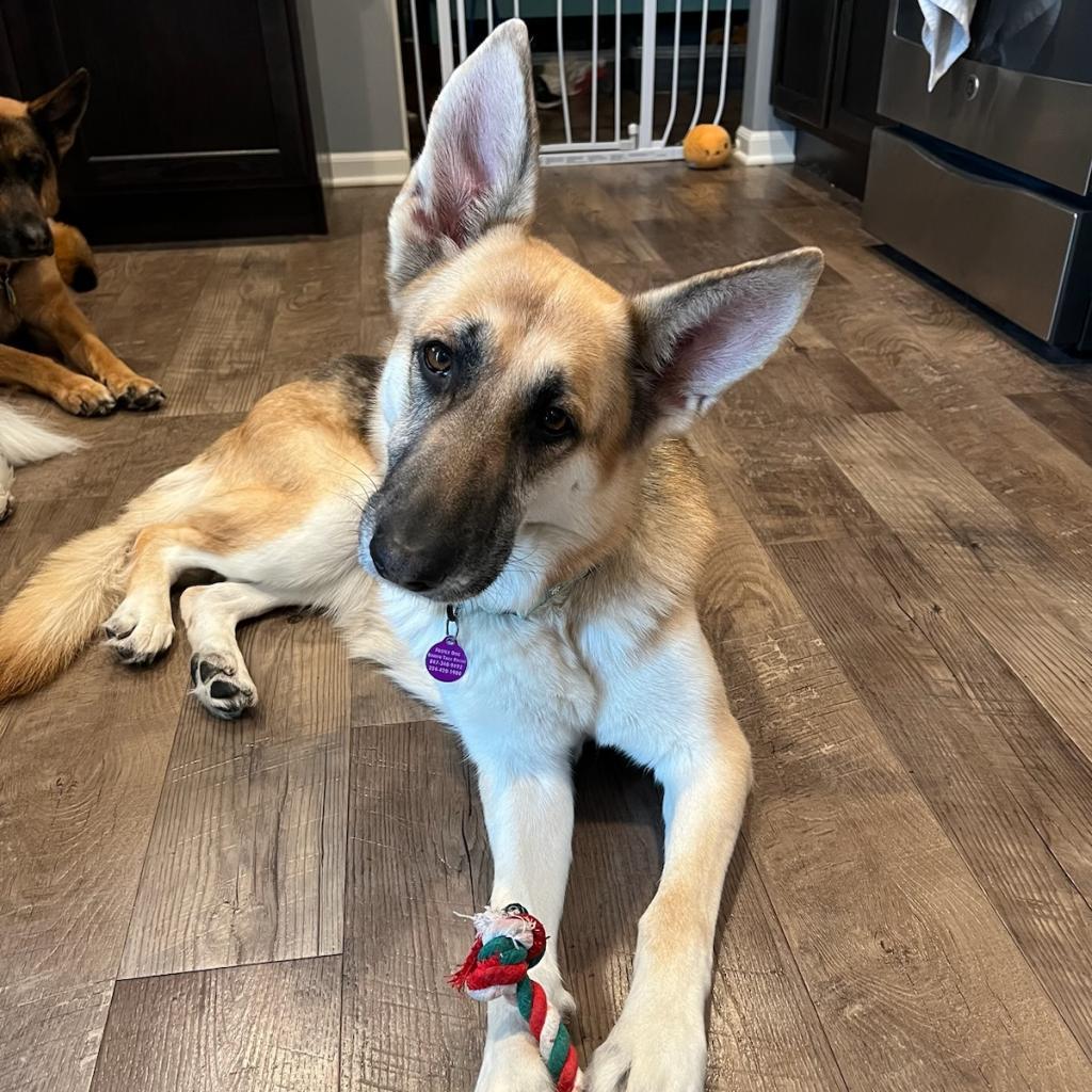 Enlarge Henrietta *Bonded with Maude*, a Adoptable mixed breed in Northbrook, IL image 1/6