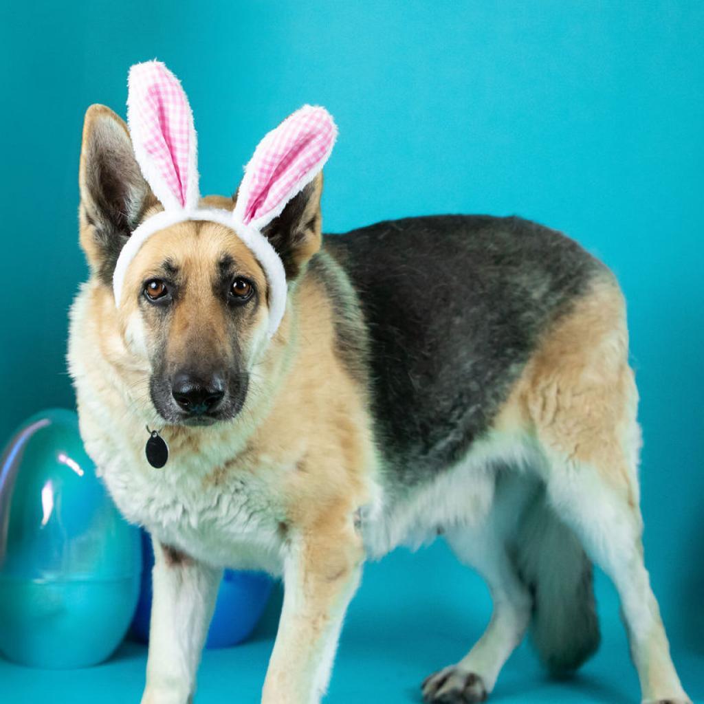 Enlarge Henrietta *Bonded with Maude*, a Adoptable mixed breed in Northbrook, IL image 3/6