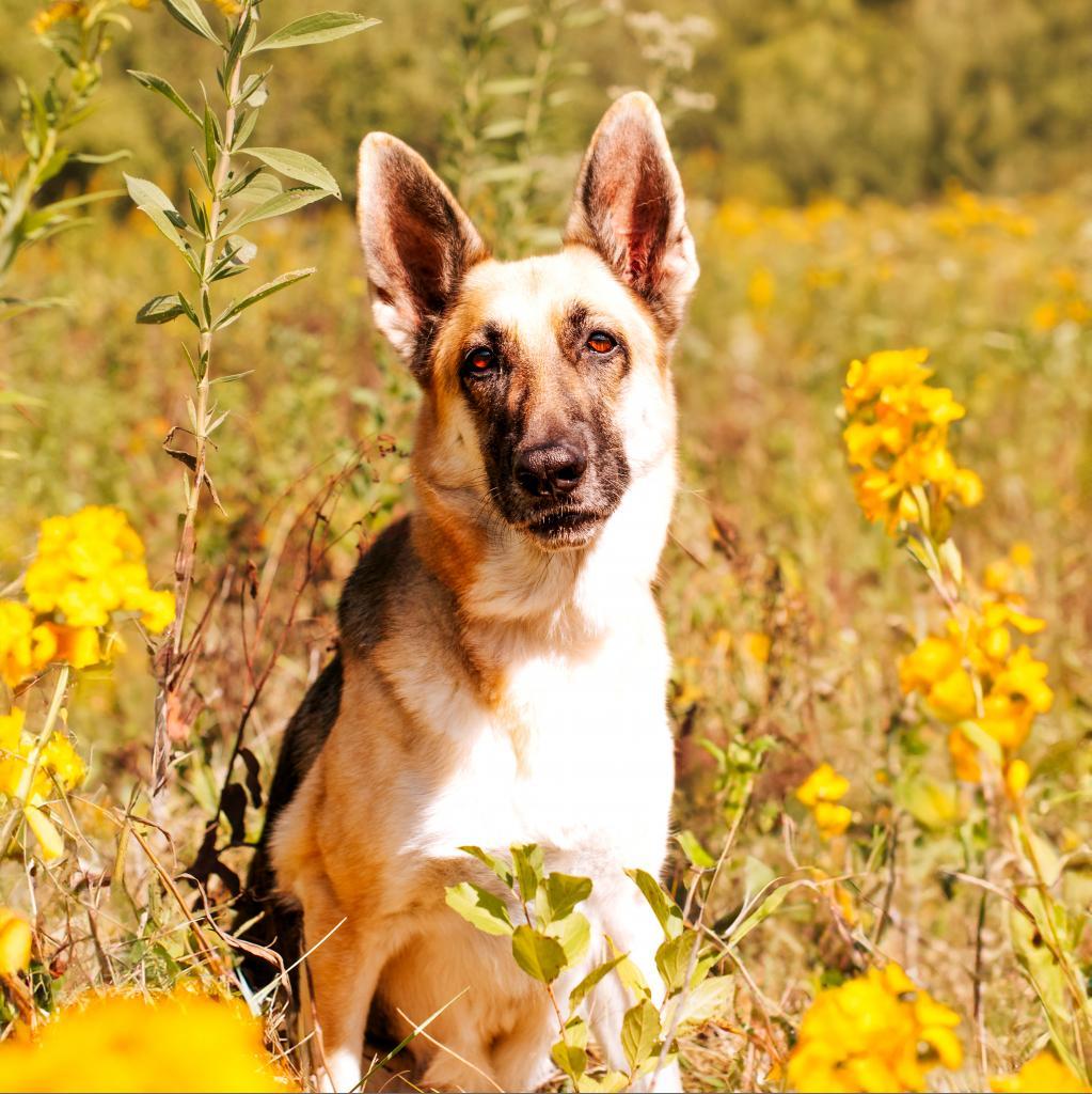 Enlarge Henrietta *Bonded with Maude*, a Adoptable mixed breed in Northbrook, IL image 6/6