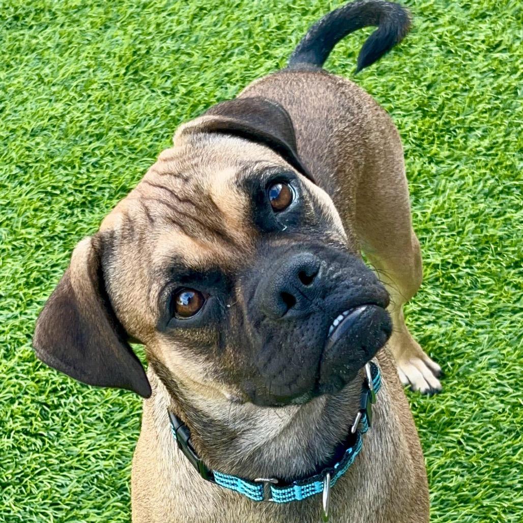 Saquon Barks-ley, Adoptable, Young Male Pug.