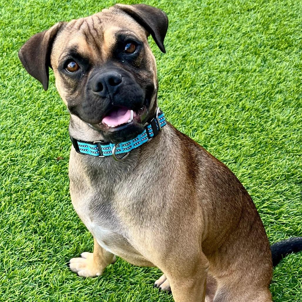 Enlarge Saquon Barks-ley, a Adoptable mixed breed in Chandler, AZ image 2/6