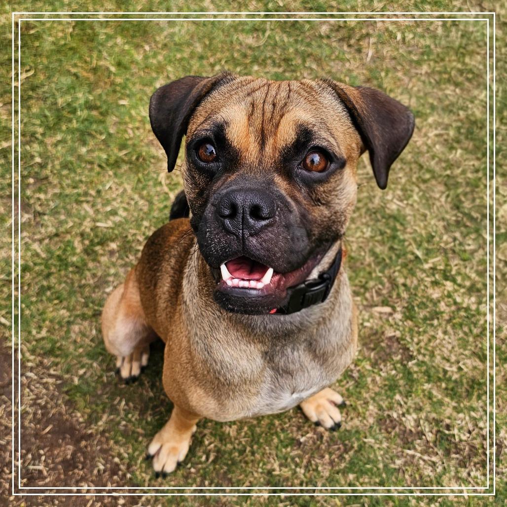 Enlarge Saquon Barks-ley, a Adoptable mixed breed in Chandler, AZ image 3/6