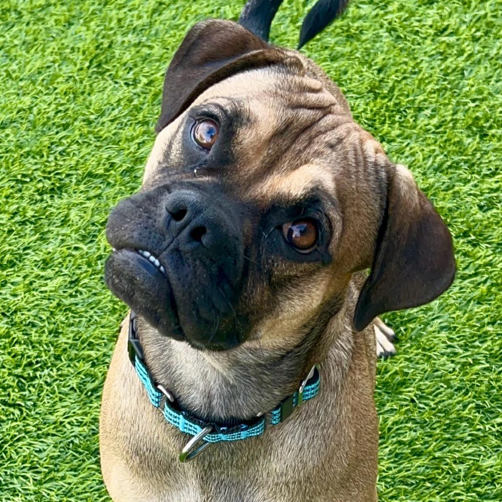 Enlarge Saquon Barks-ley, a Adoptable mixed breed in Chandler, AZ image 4/6