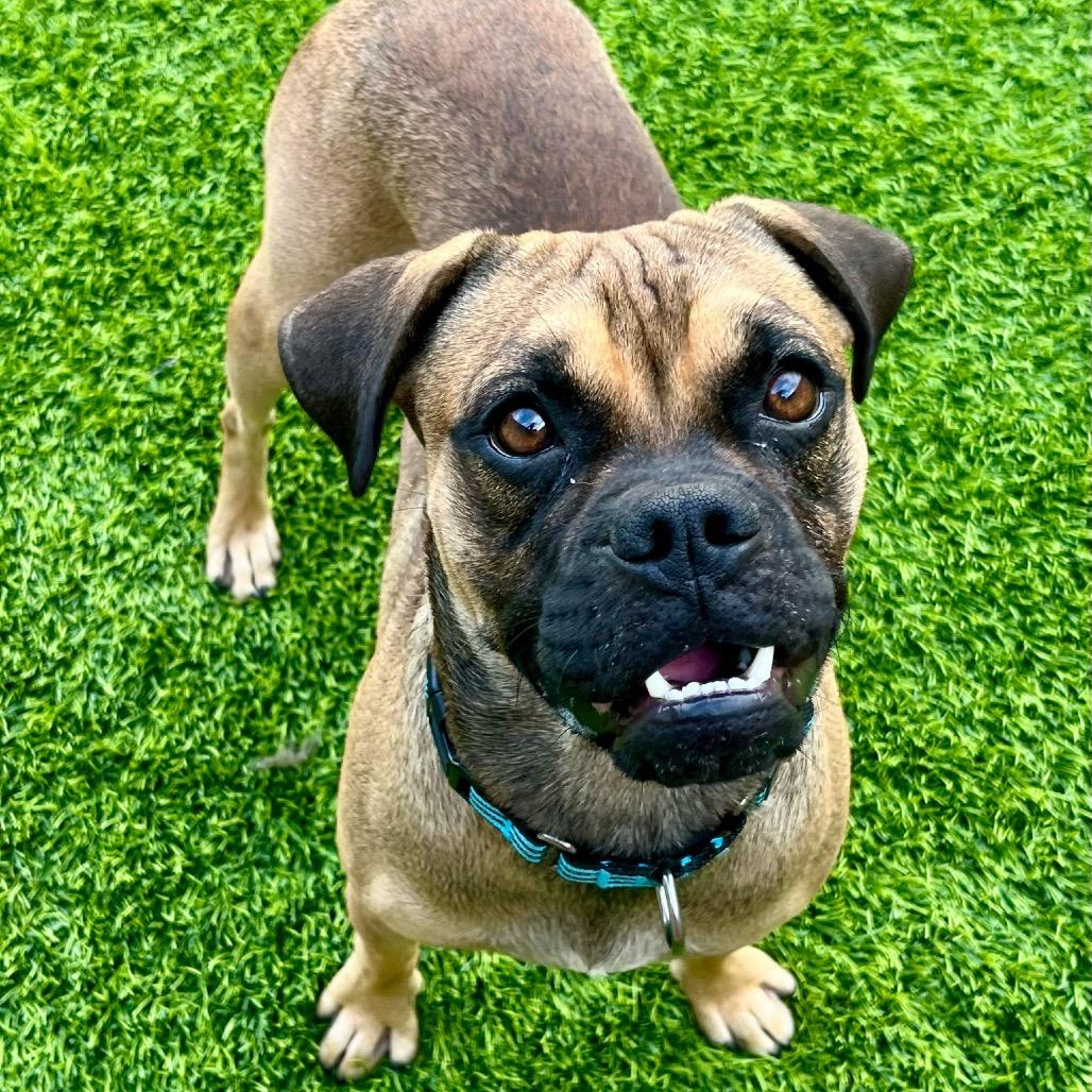 Enlarge Saquon Barks-ley, a Adoptable mixed breed in Chandler, AZ image 5/6