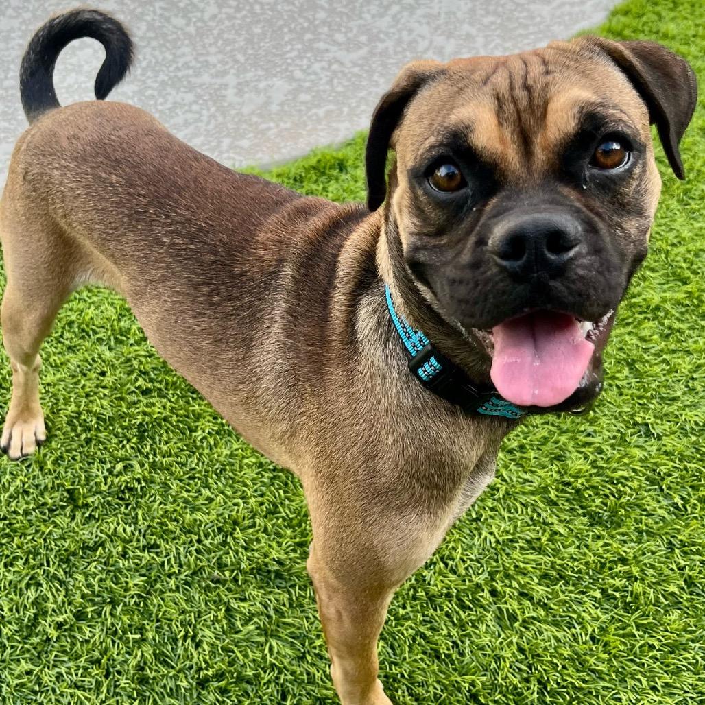 Enlarge Saquon Barks-ley, a Adoptable mixed breed in Chandler, AZ image 6/6