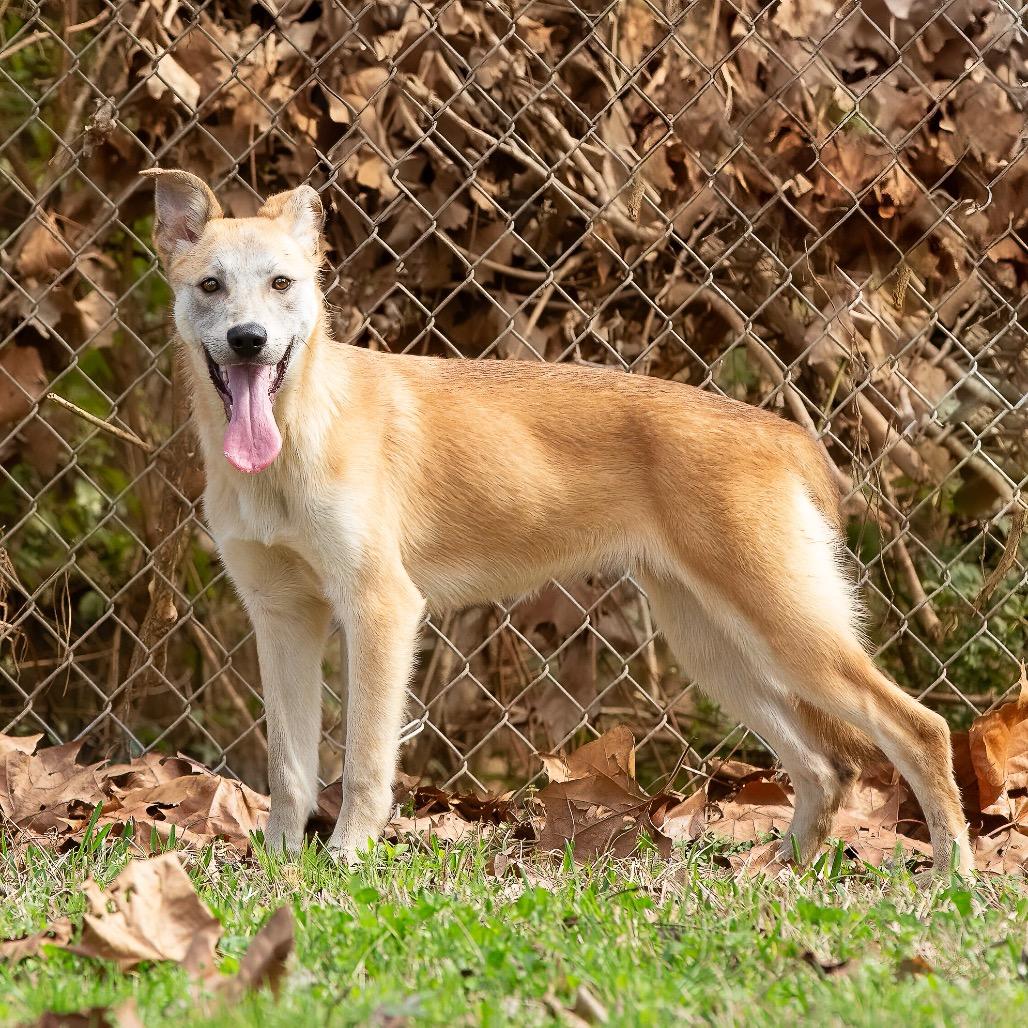 Delia, a Adoptable mixed breed in Livingston, TX image 1/6