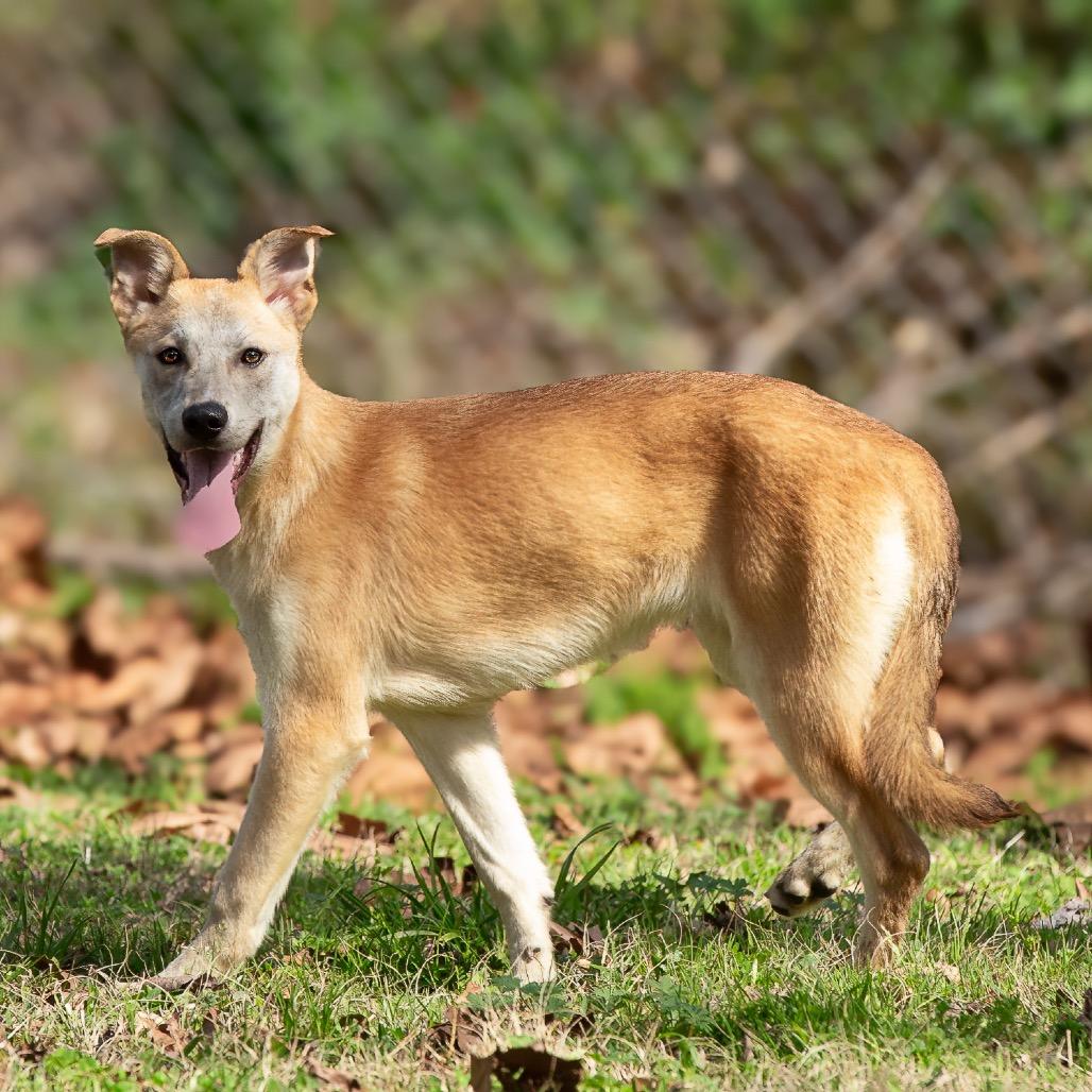 Delia, a Adoptable mixed breed in Livingston, TX image 2/6