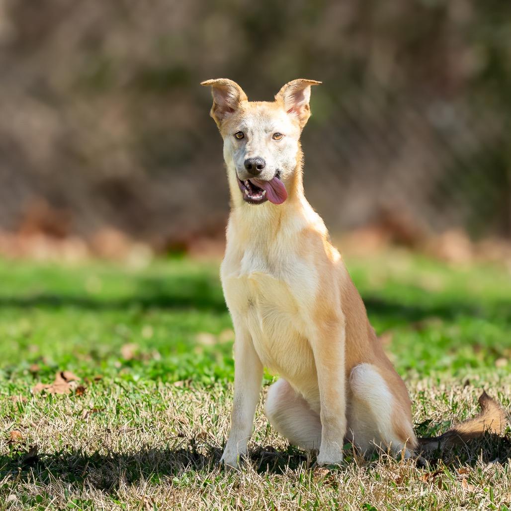 Delia, a Adoptable mixed breed in Livingston, TX image 3/6