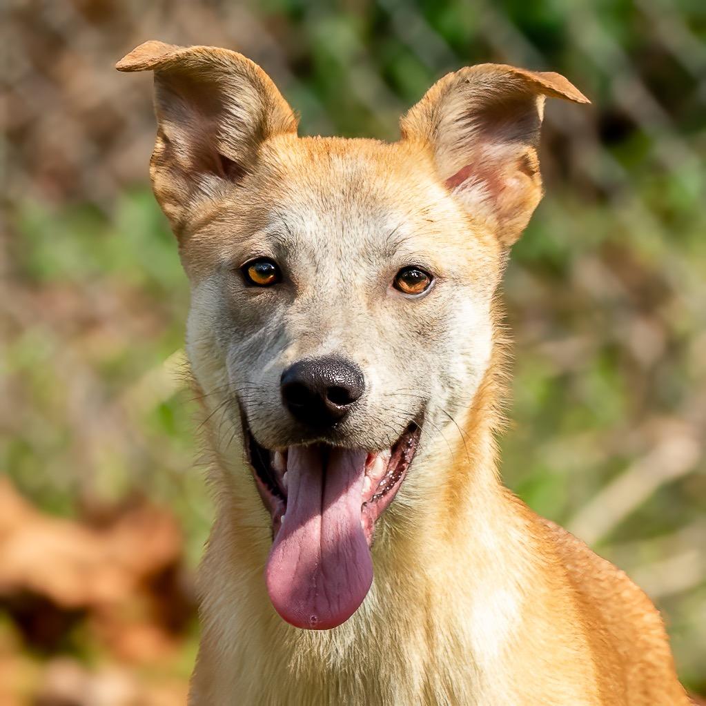 Delia, a Adoptable mixed breed in Livingston, TX image 4/6