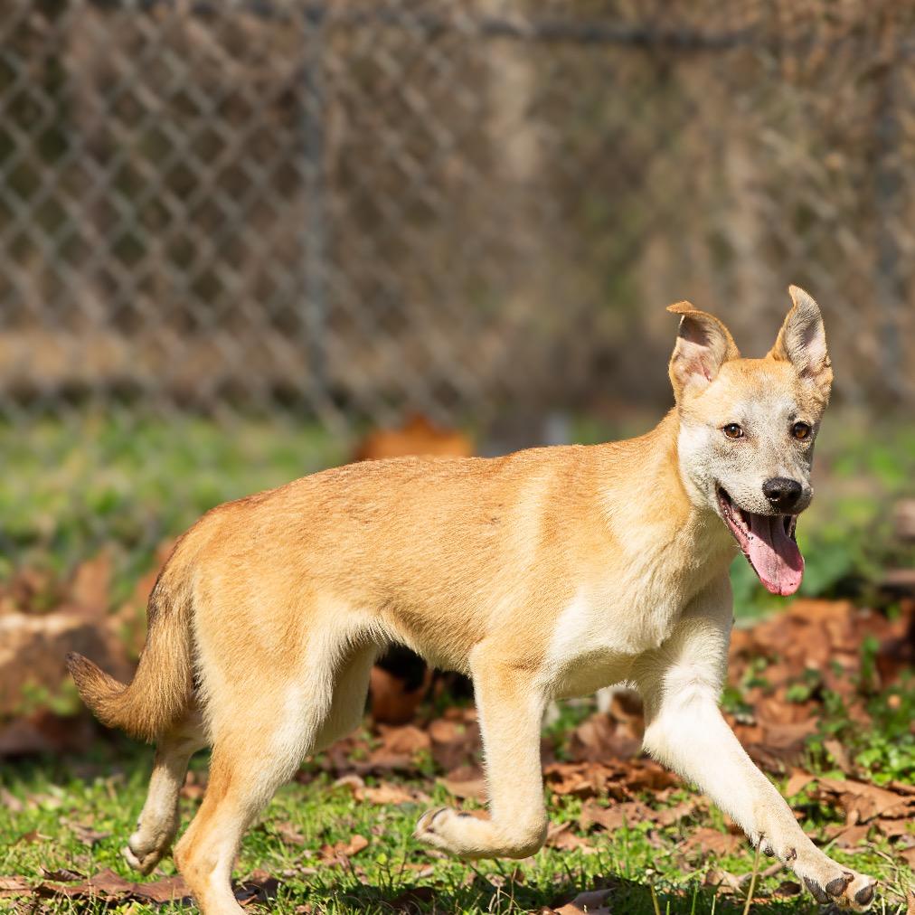 Delia, a Adoptable mixed breed in Livingston, TX image 5/6