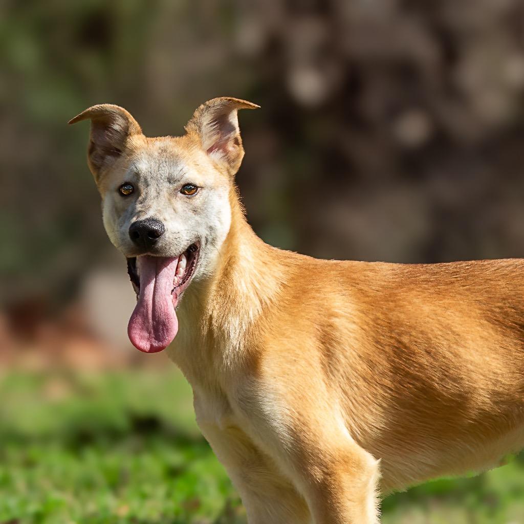 Delia, a Adoptable mixed breed in Livingston, TX image 6/6