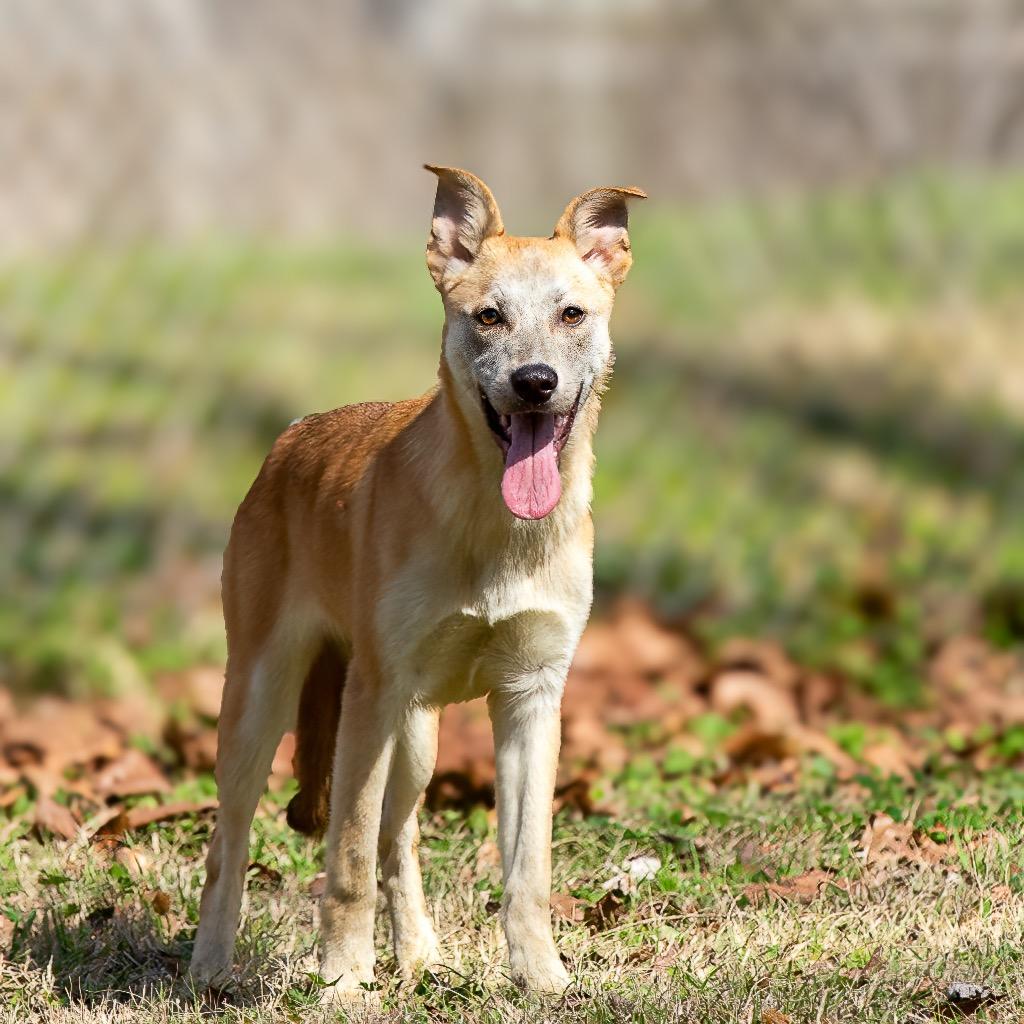 Delia, a Adoptable mixed breed in Livingston, TX image 6/6