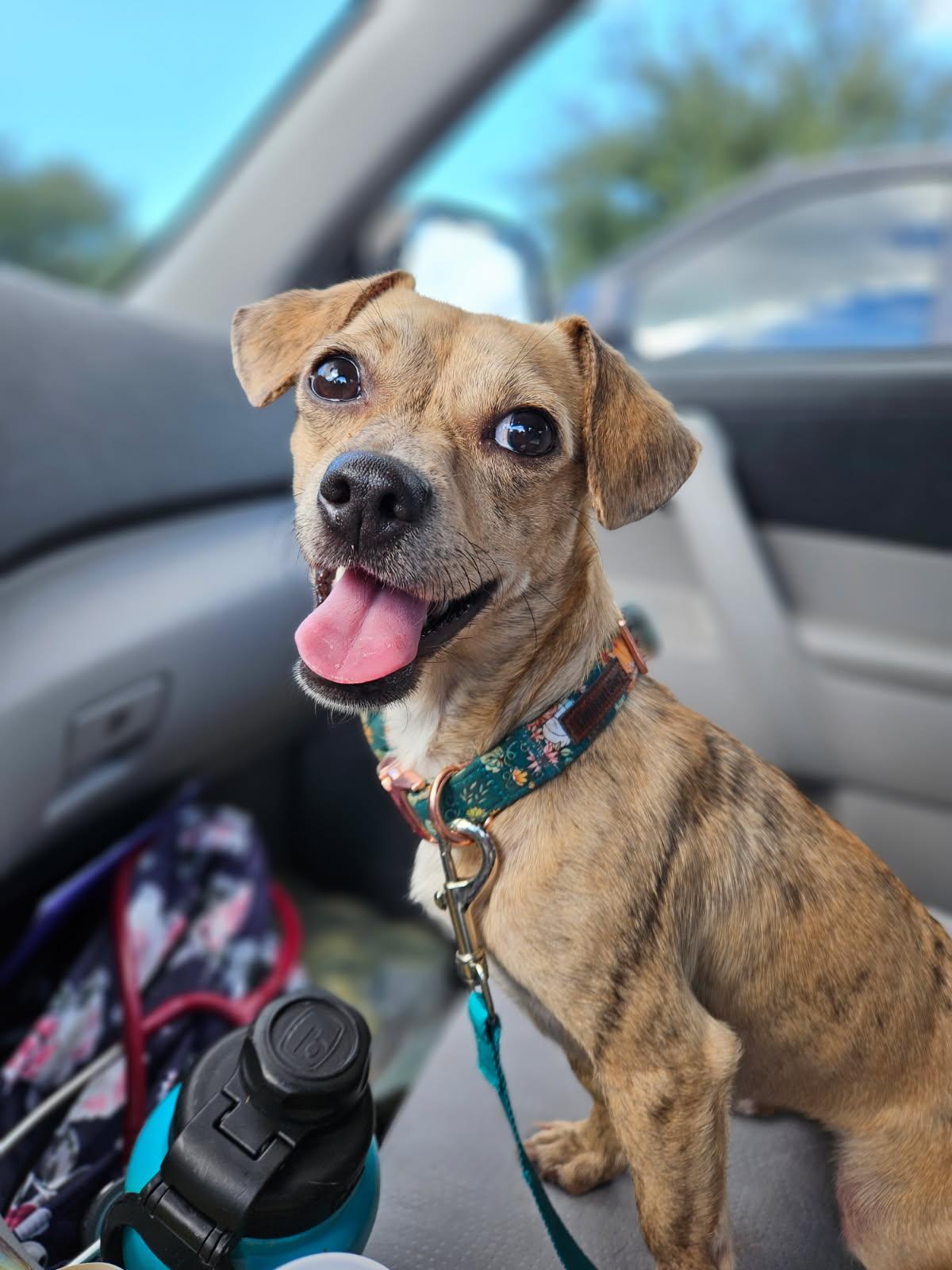 Enlarge Remi, a Adoptable mixed breed in League City, TX image 2/6