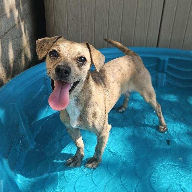 Enlarge Remi, a Adoptable mixed breed in League City, TX image 3/6