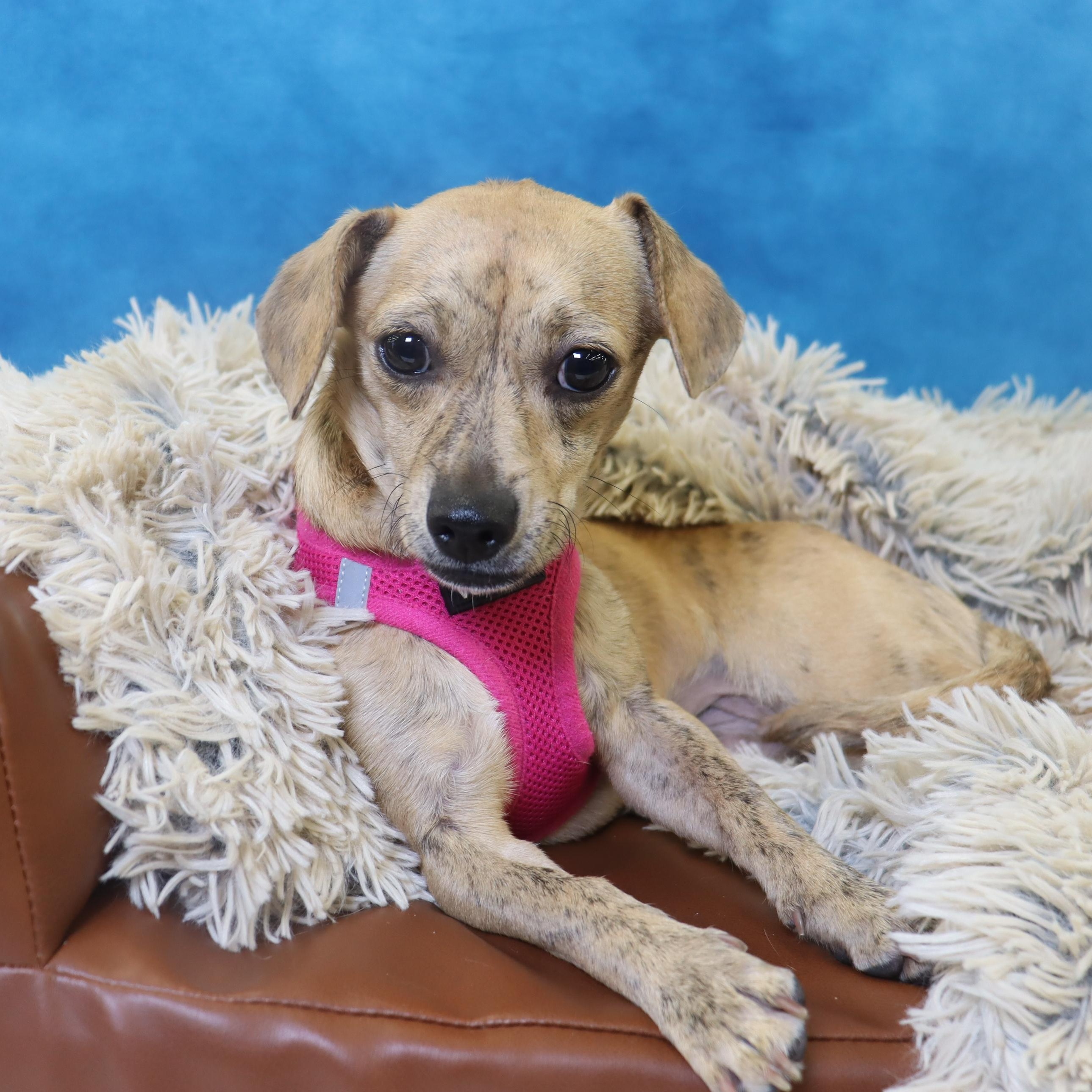 Enlarge Remi, a Adoptable mixed breed in League City, TX image 5/6