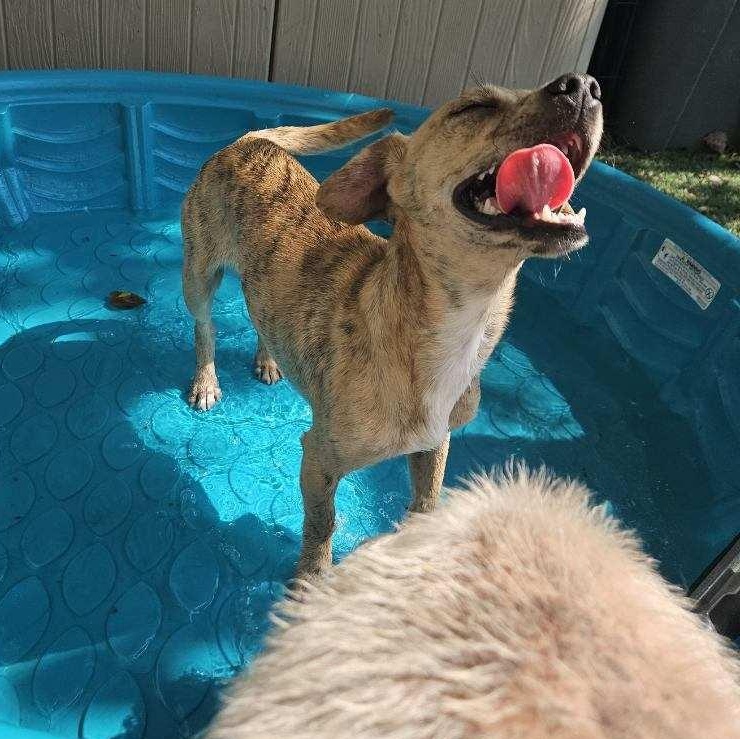 Enlarge Remi, a Adoptable mixed breed in League City, TX image 6/6