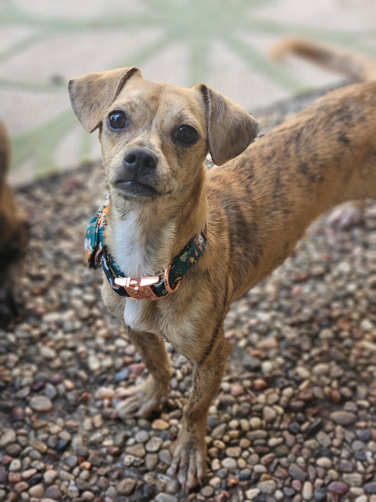 Remi, Adoptable, Young Female Terrier.