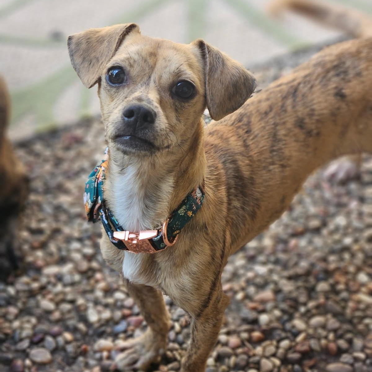 Enlarge Remi, a Adoptable mixed breed in League City, TX image 1/6