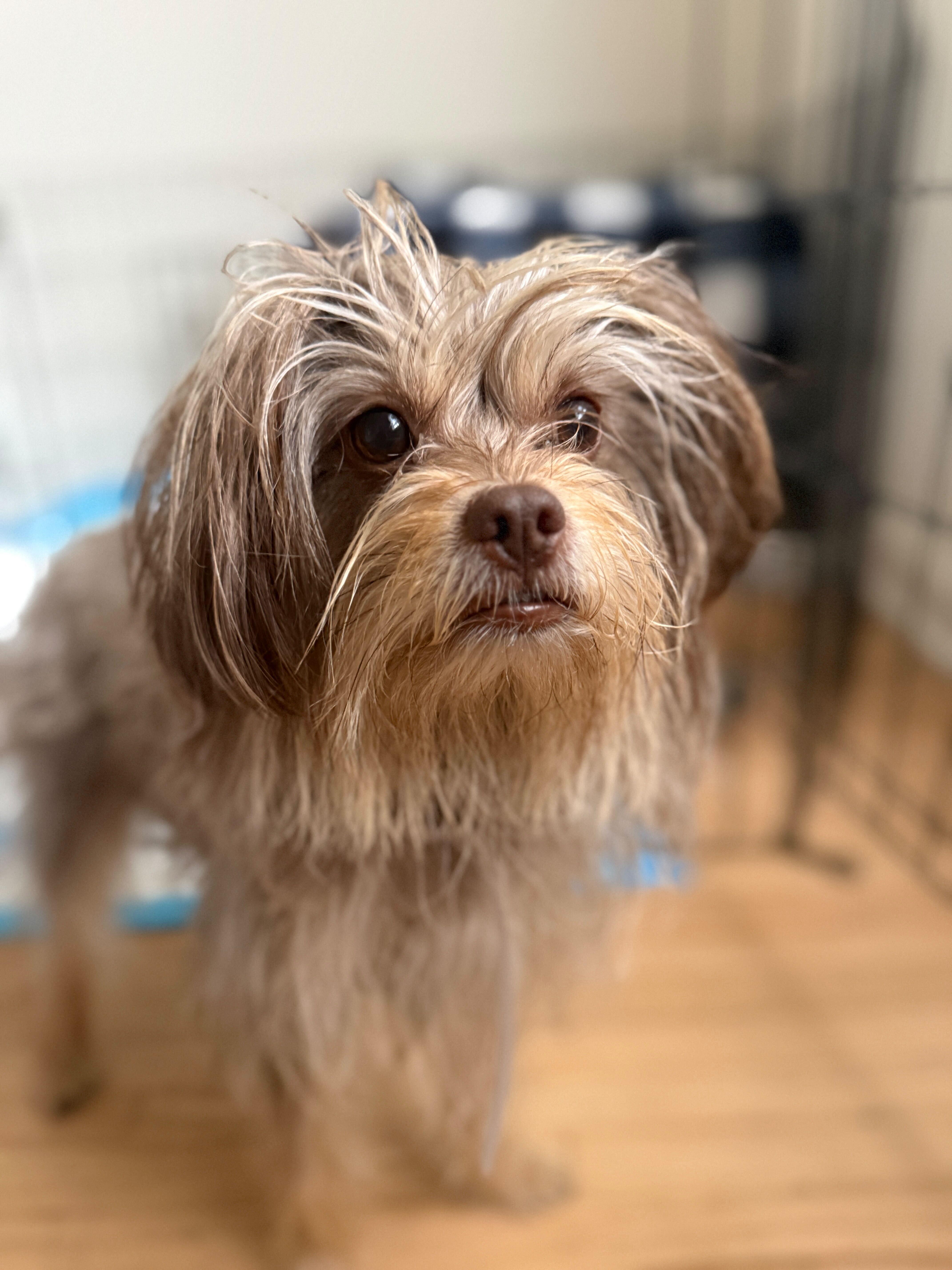 Jessica, ADOPTABLE, Young Female Yorkshire Terrier.