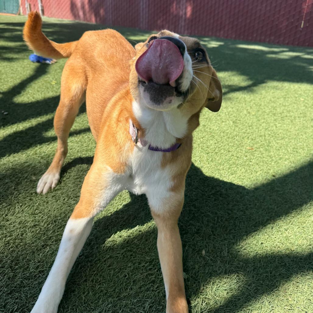 Cash, a Adoptable Terrier in Buellton, CA image 1/6