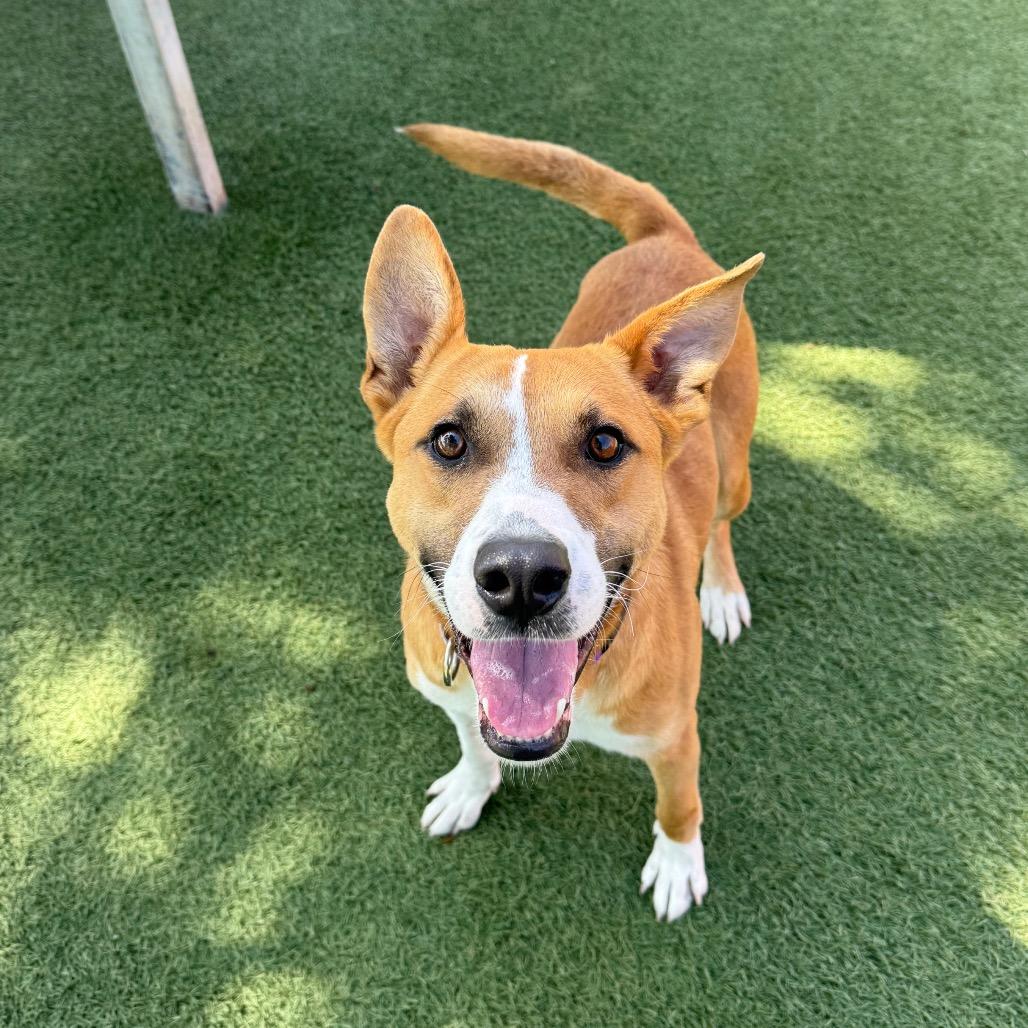 Cash, a Adoptable Terrier in Buellton, CA image 2/6