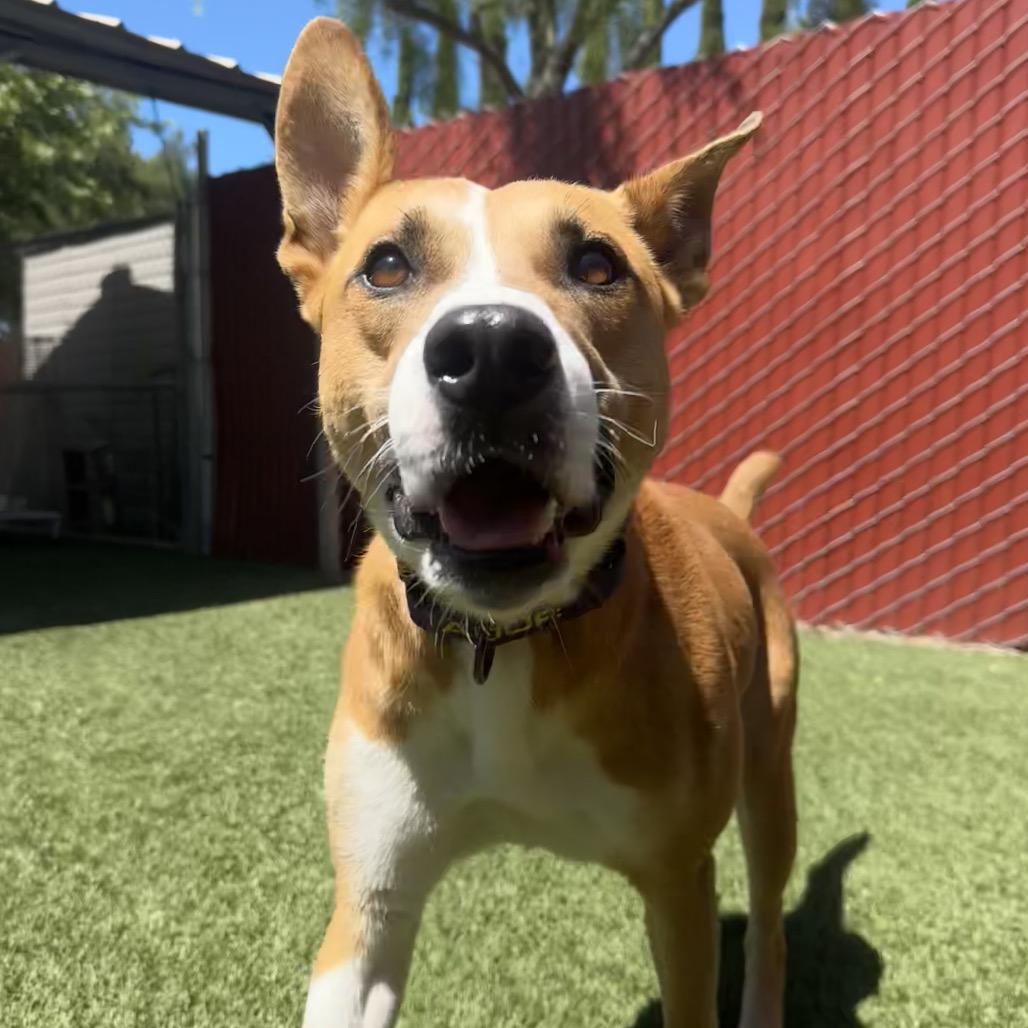 Enlarge Cash, a Adoptable Terrier in Buellton, CA image 3/6